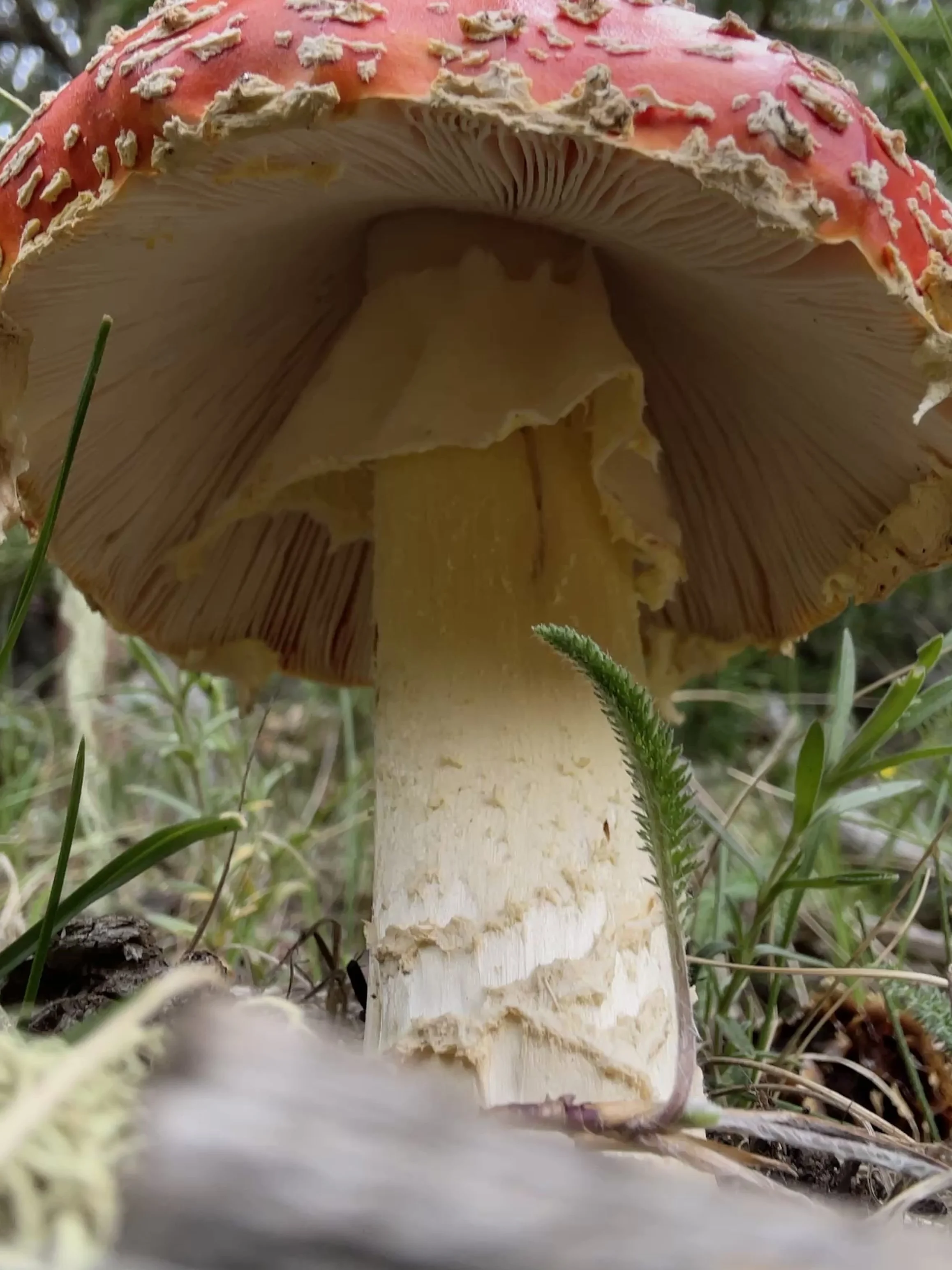 Close-up photo of a red and white mushroom with a cap covered with small, warty patches, growing amidst grass and small plants. The underside reveals gills and the mushroom has a white stem.