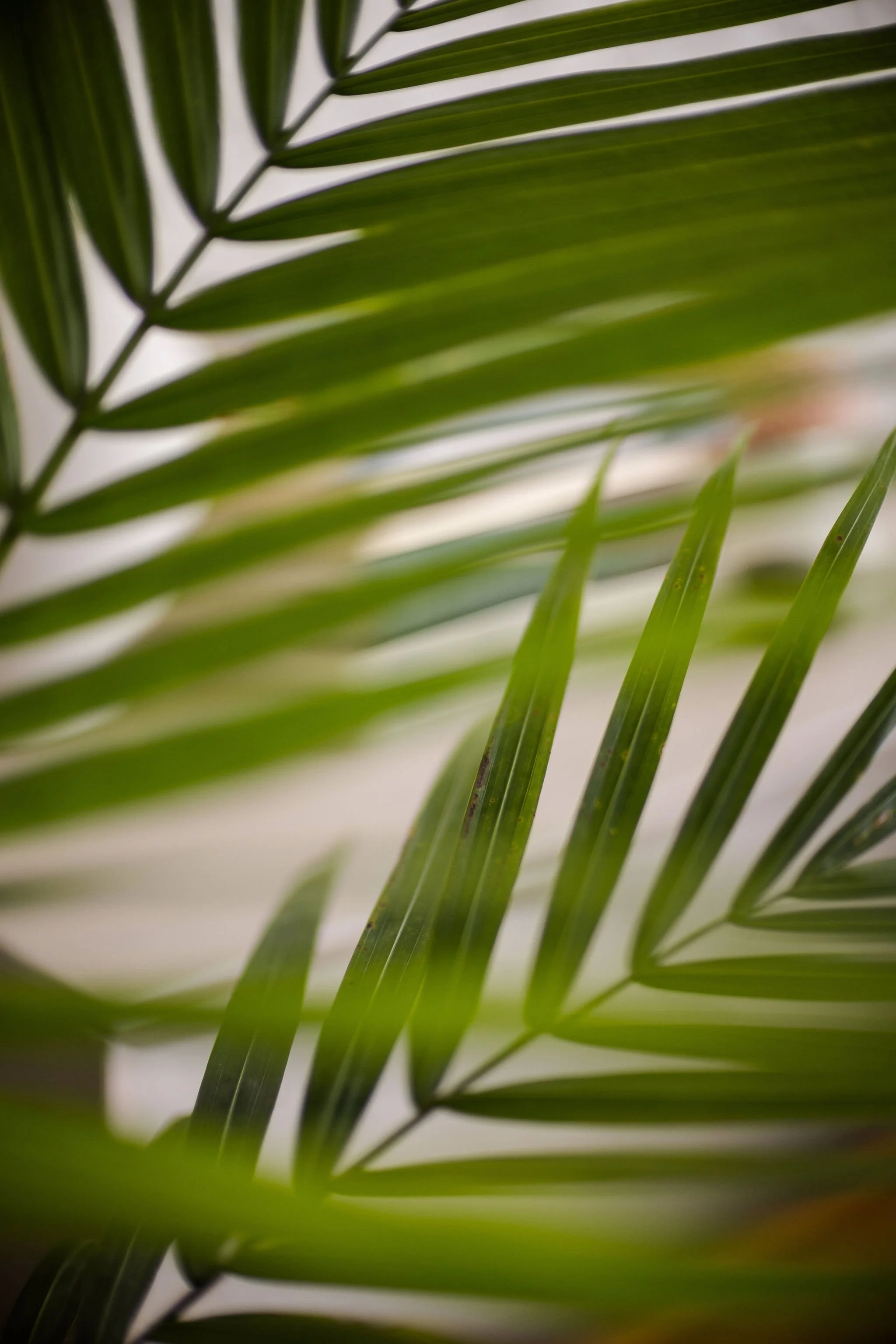 Close-up of palm fronds with long, narrow green leaves overlapping and blurred background.