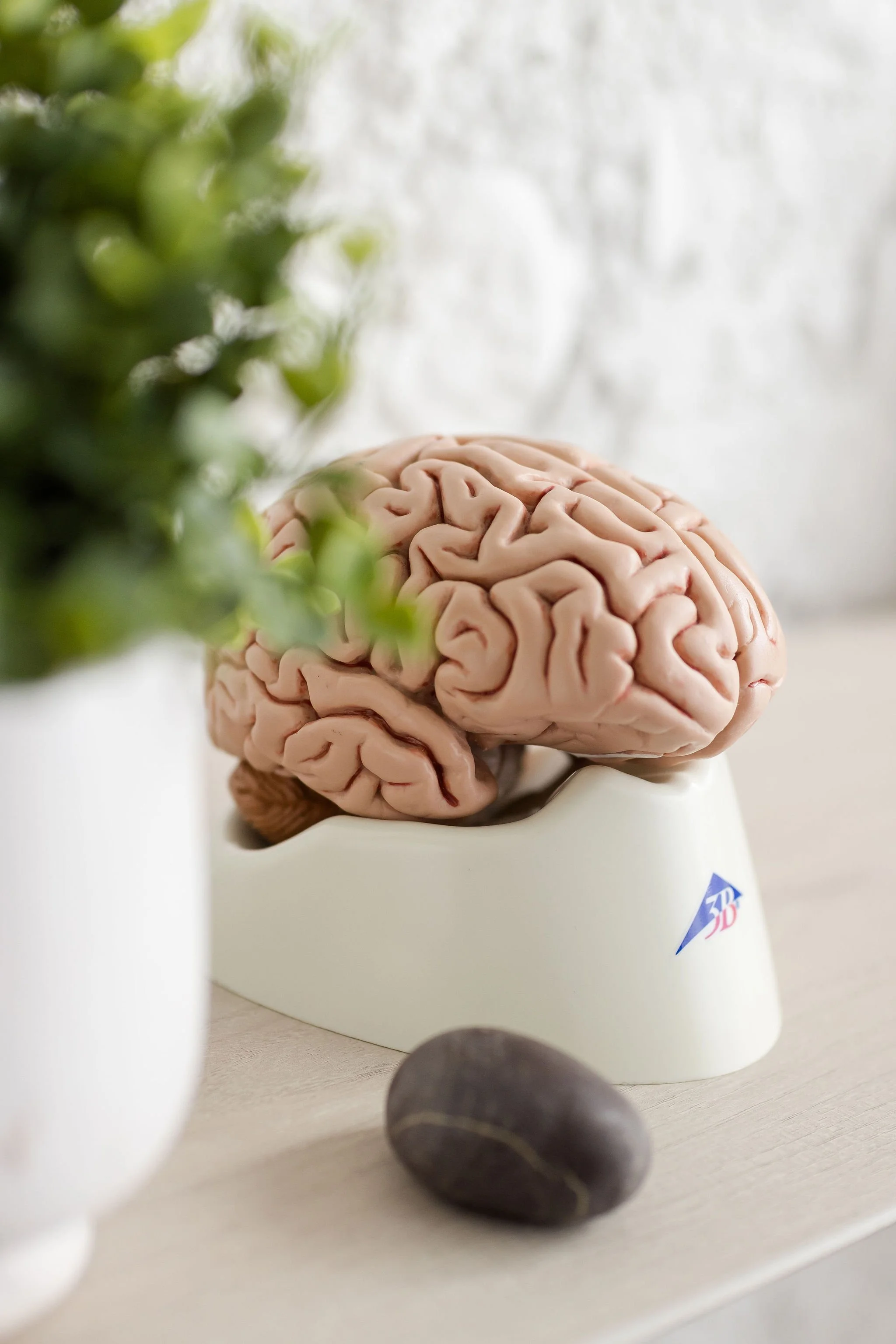 A model of a human brain sitting in a white holder, with green plants partly visible in the foreground and two dark pebbles on a light surface in front.