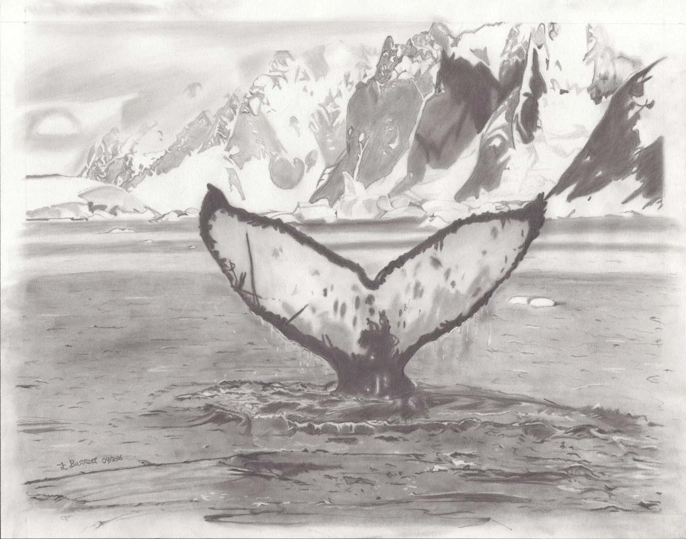"Behold the whale"

14"x11" graphite on paper 2026
Drawing from a photo by Wolfgang Kaehler, www.phototours.us 