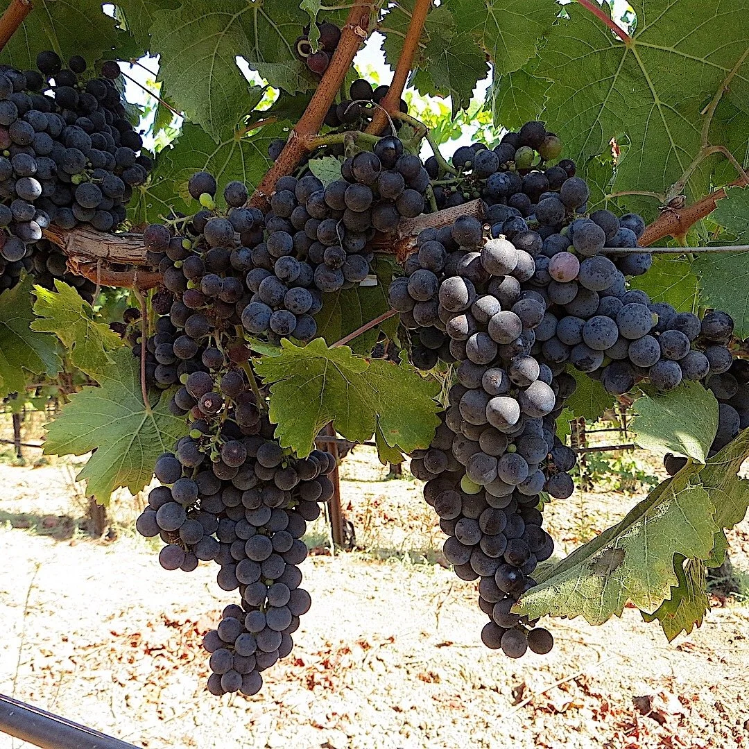 #18BCab. Franc copy.JPG