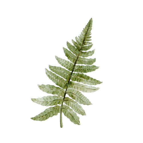 A green fern leaf with multiple leaflets against a transparent background.