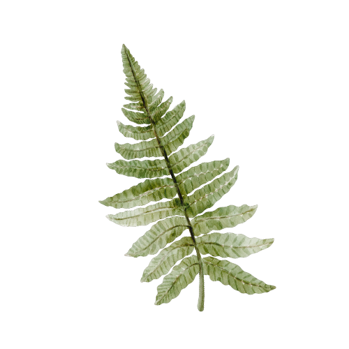 A green fern leaf with multiple leaflets against a black background.