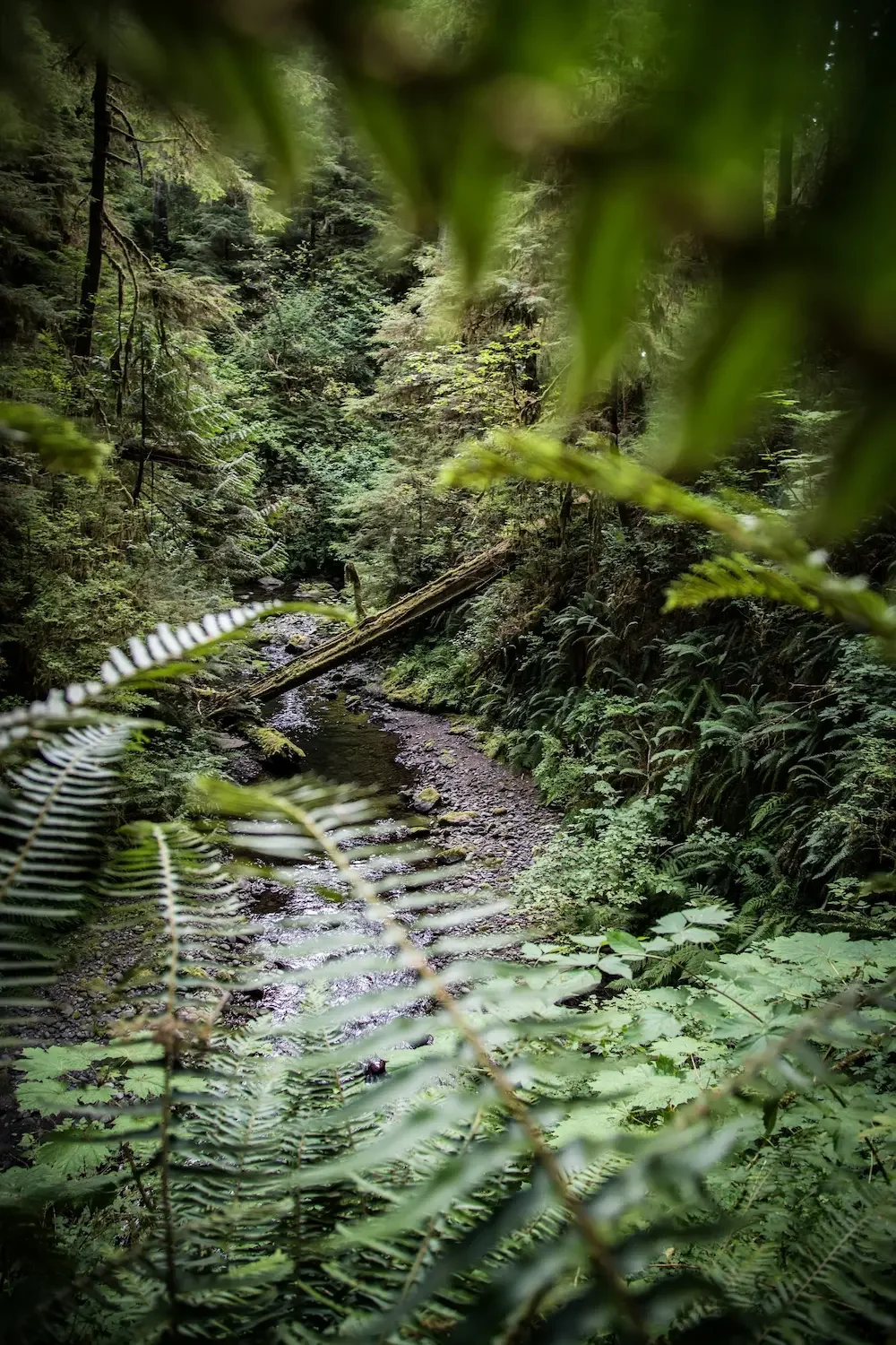 A lush, green forest scene with a narrow stream running through it, surrounded by dense foliage and tall trees.