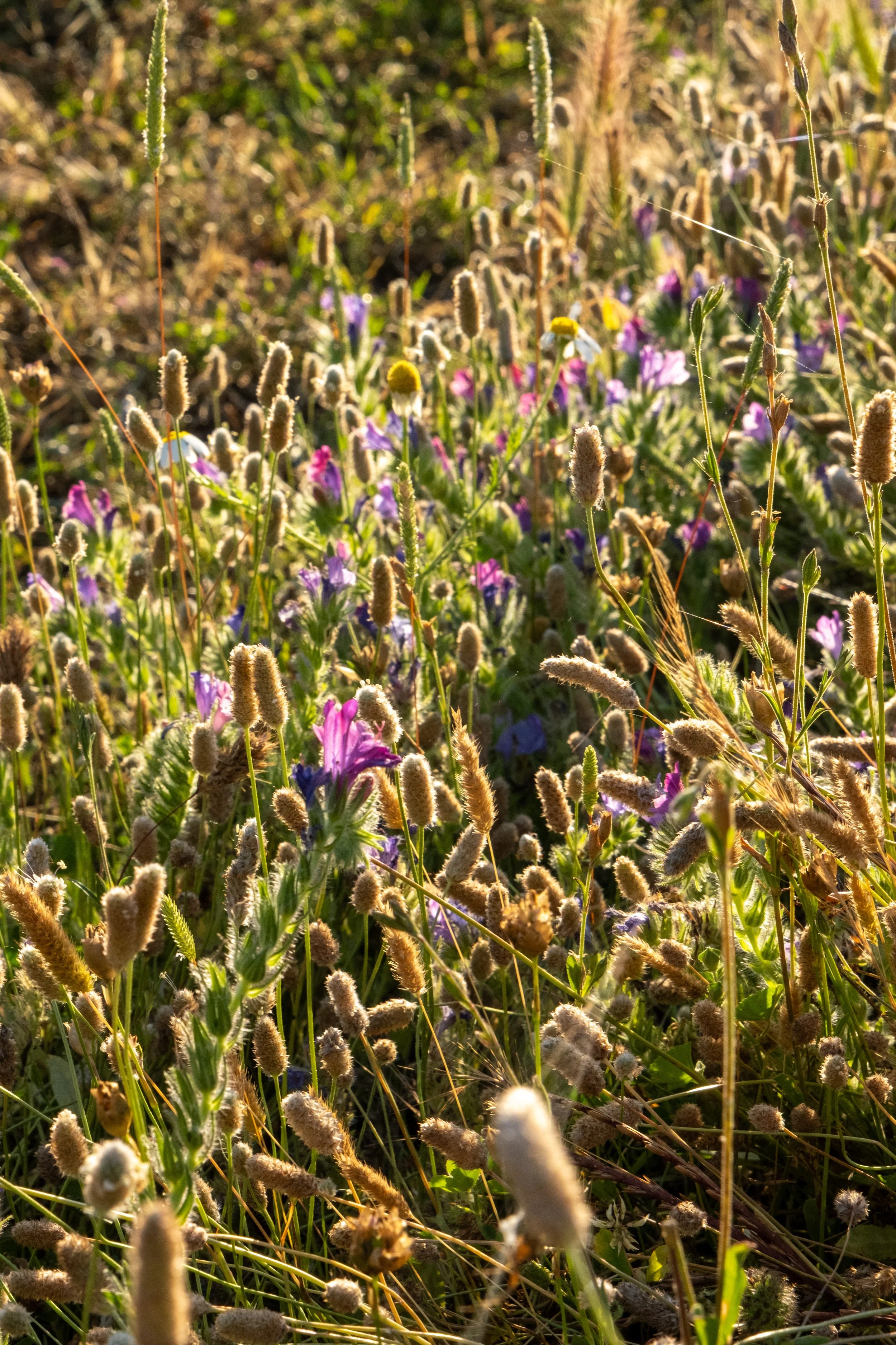 DSCF7495-2.jpg