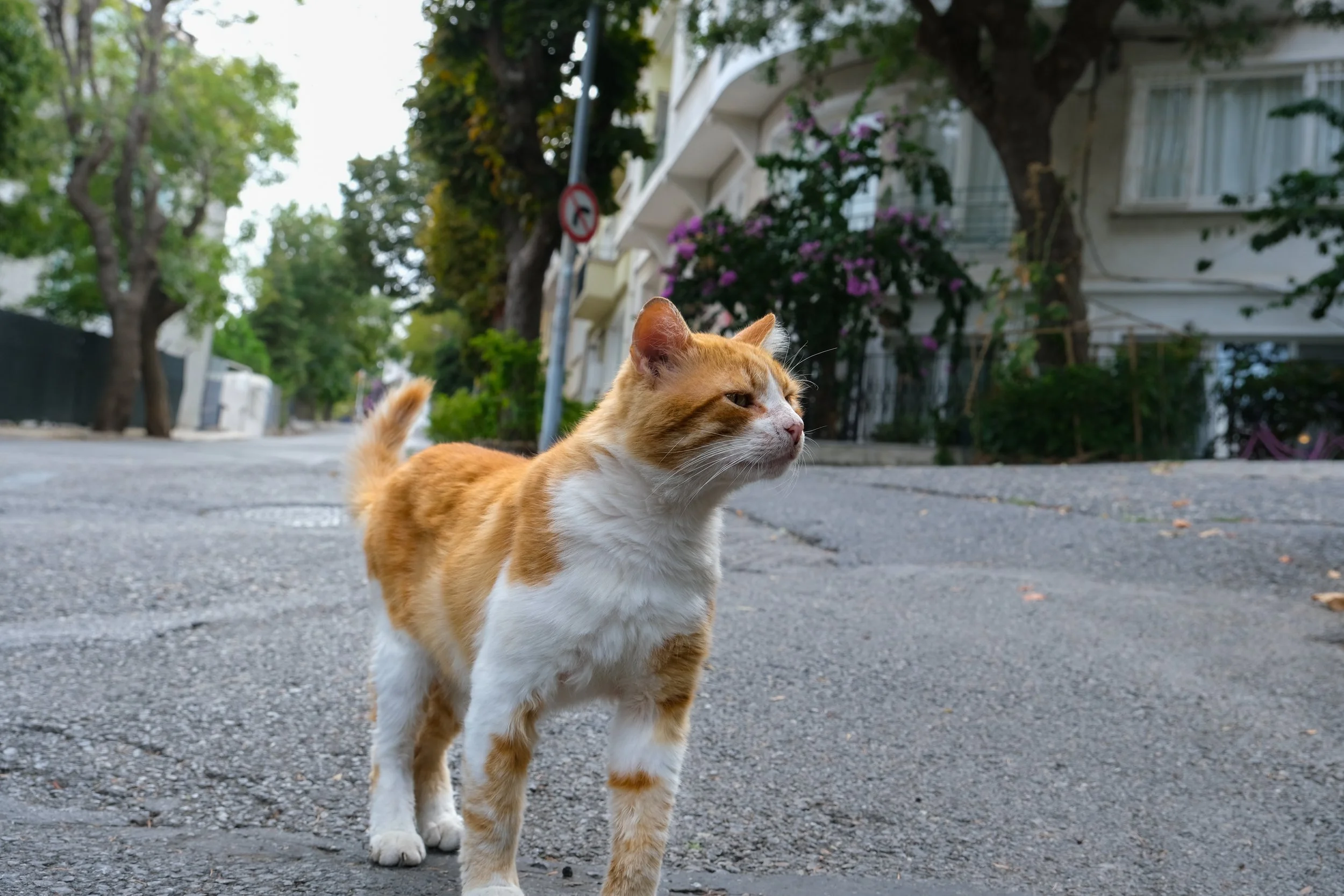DSCF4940.jpg