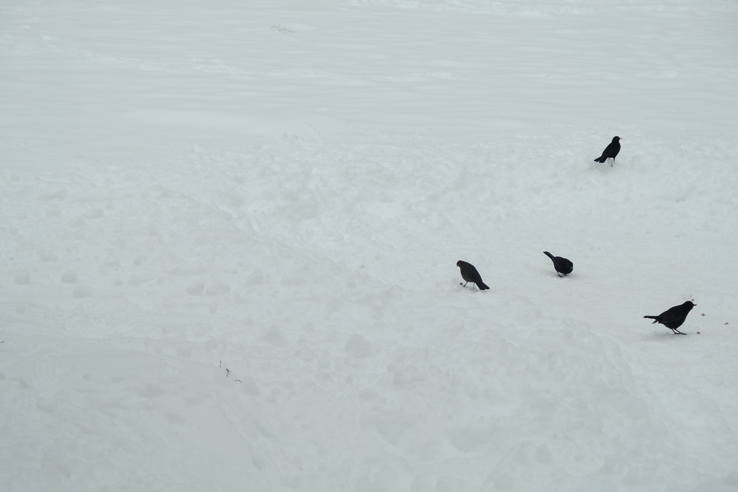 DSCF6607.jpg