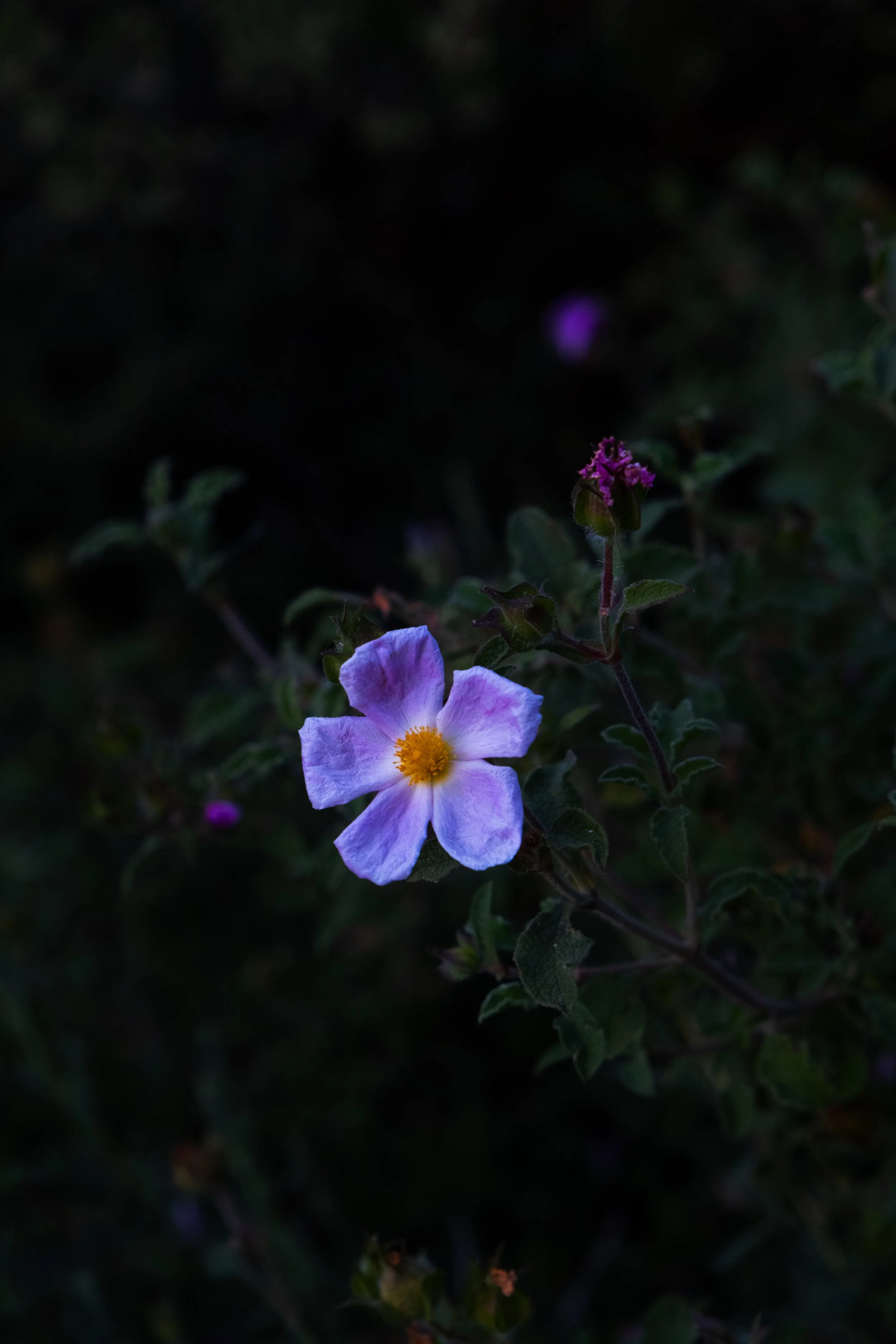 DSCF7748.jpg