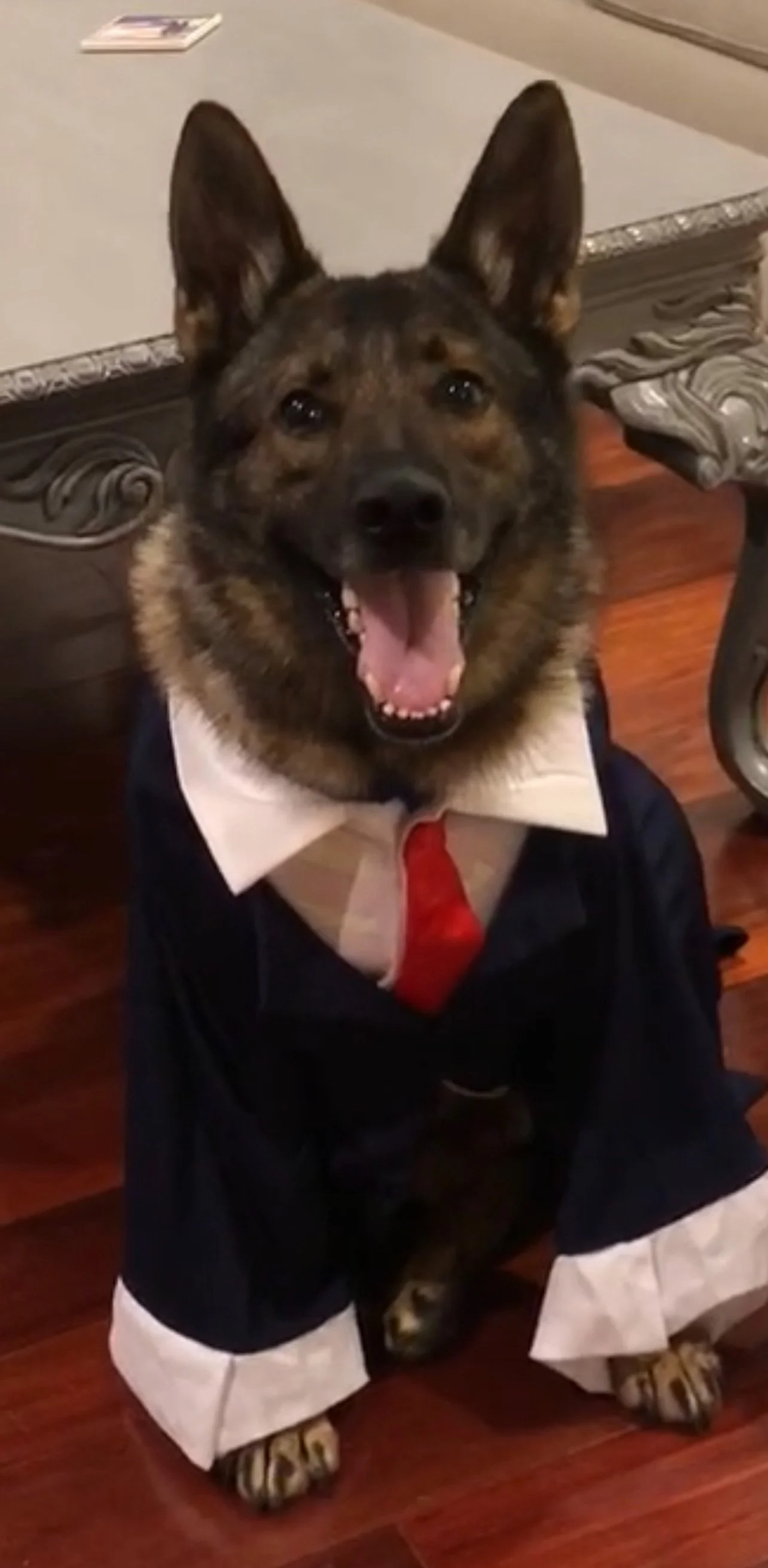 A dog dressed in a tuxedo with a white shirt, red tie, and black jacket, sitting on a wooden floor, smiling with its tongue out.