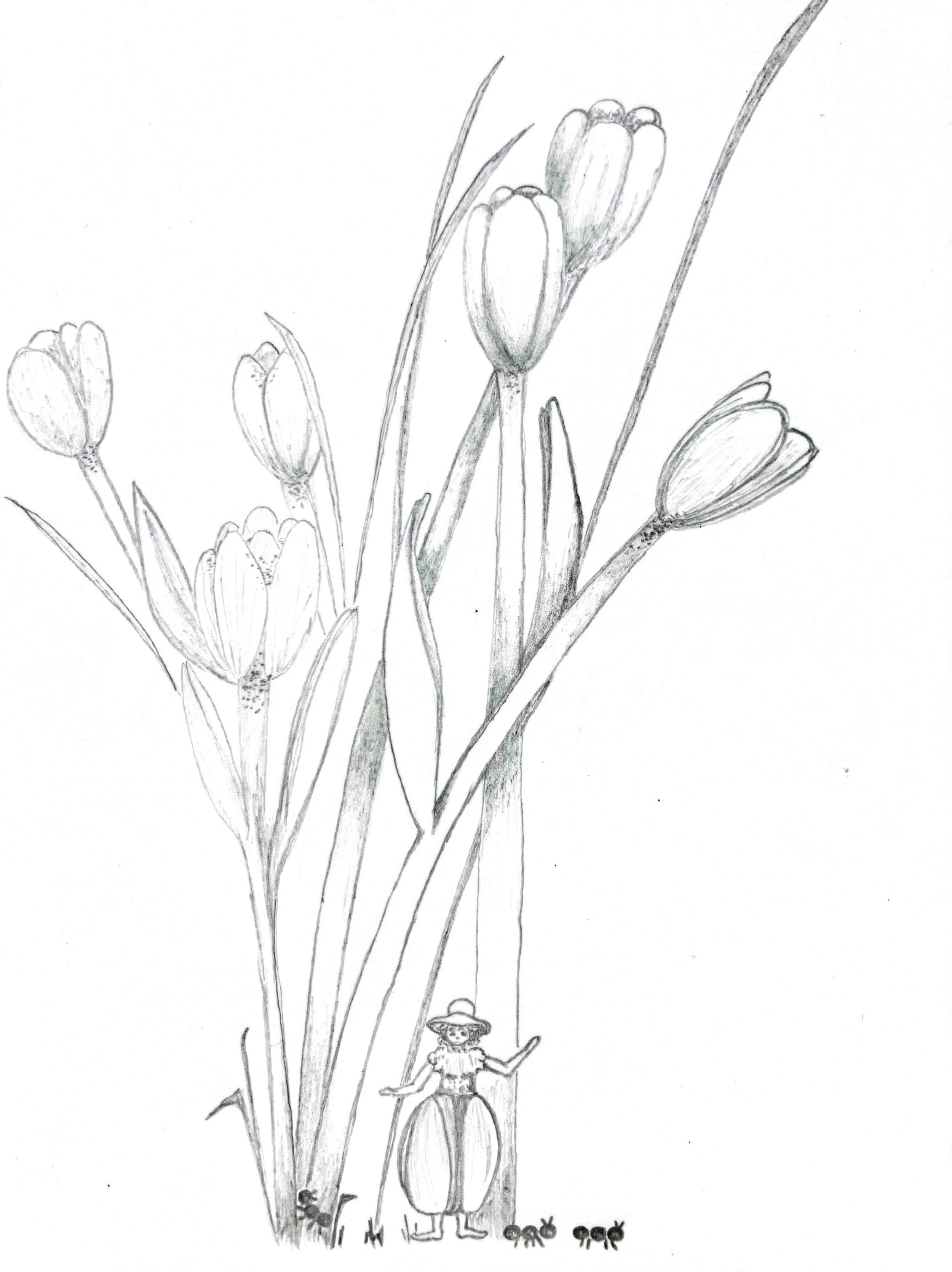 Tulip Child(1).jpg
