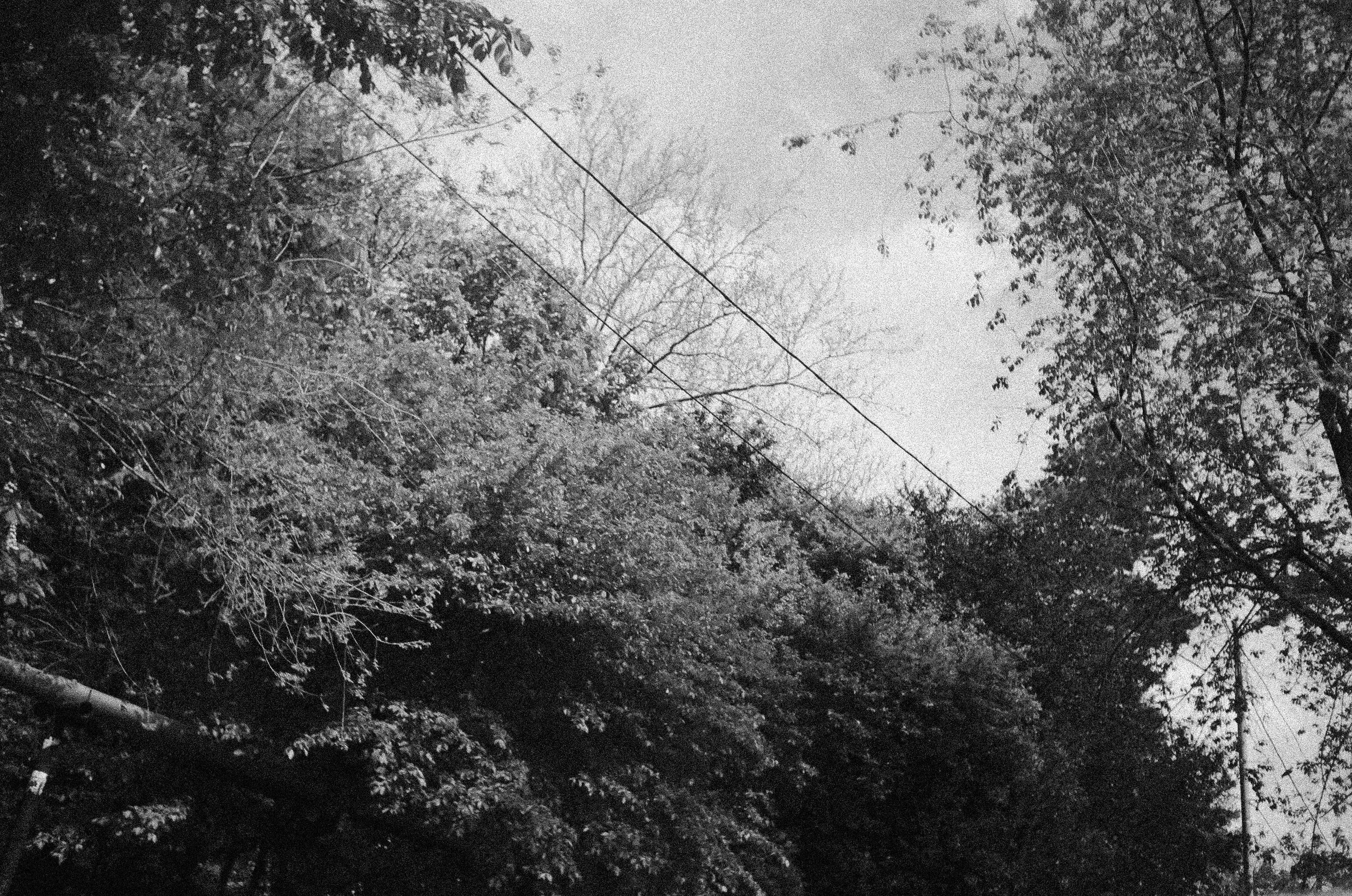 Black and white photograph of a forest with tall trees and dense foliage. Power lines are visible crossing through the trees.