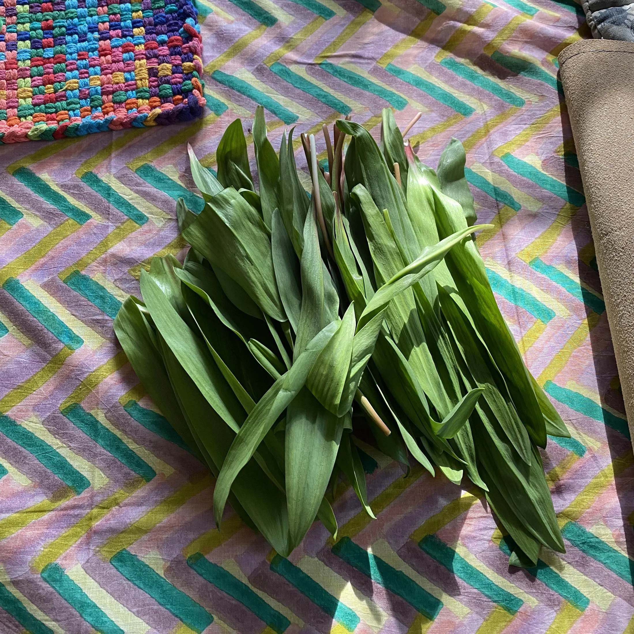 Wild ramps after harvest