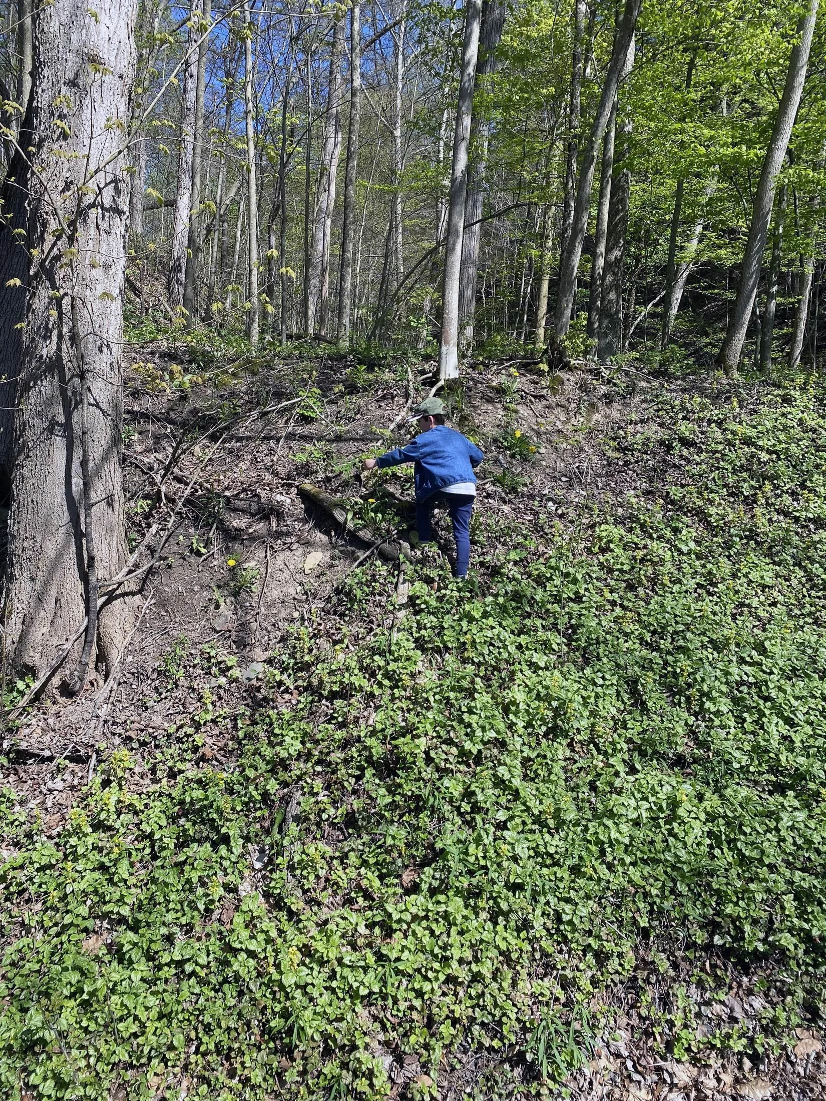 A young ramp forager in the forest