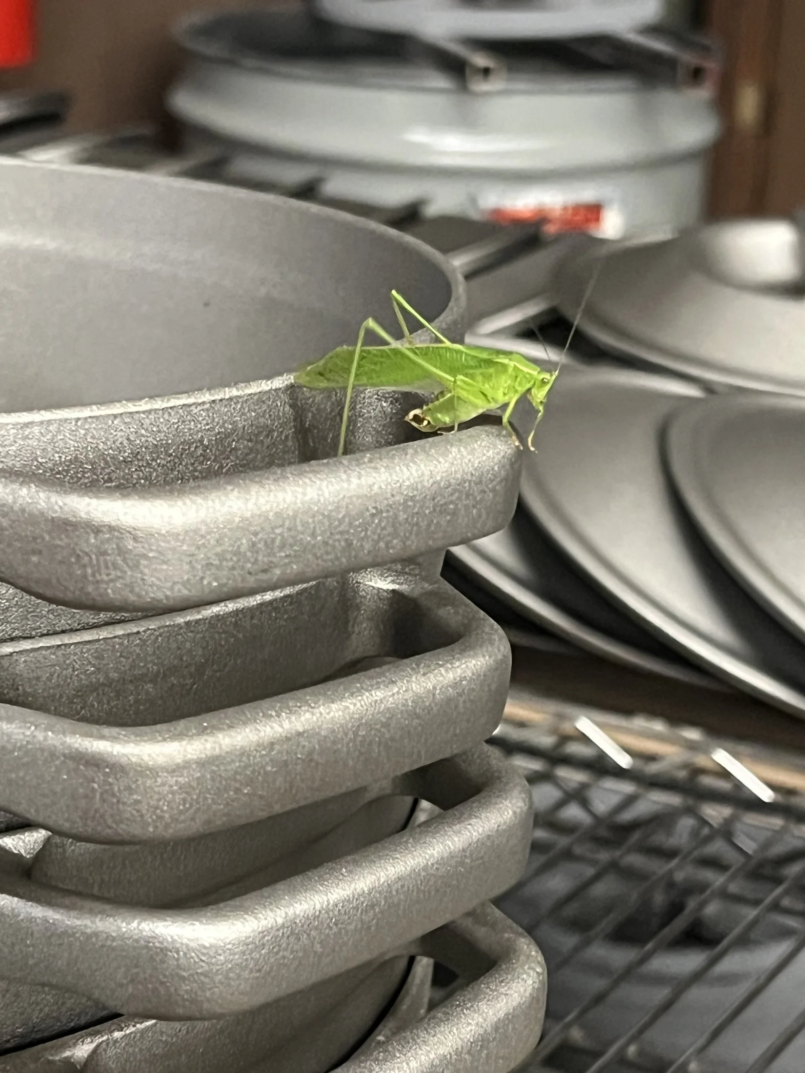 A detail of raw cast iron before seasoning is applied, with a katydid for scale