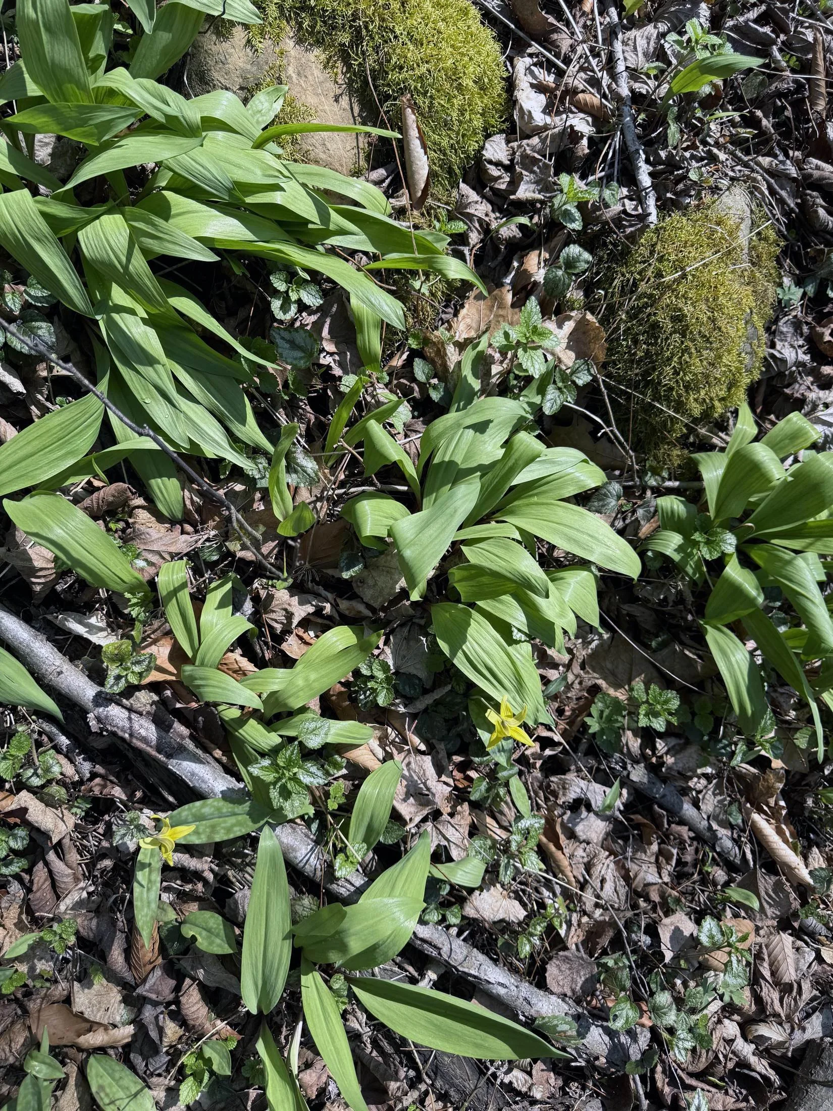 Wild ramps