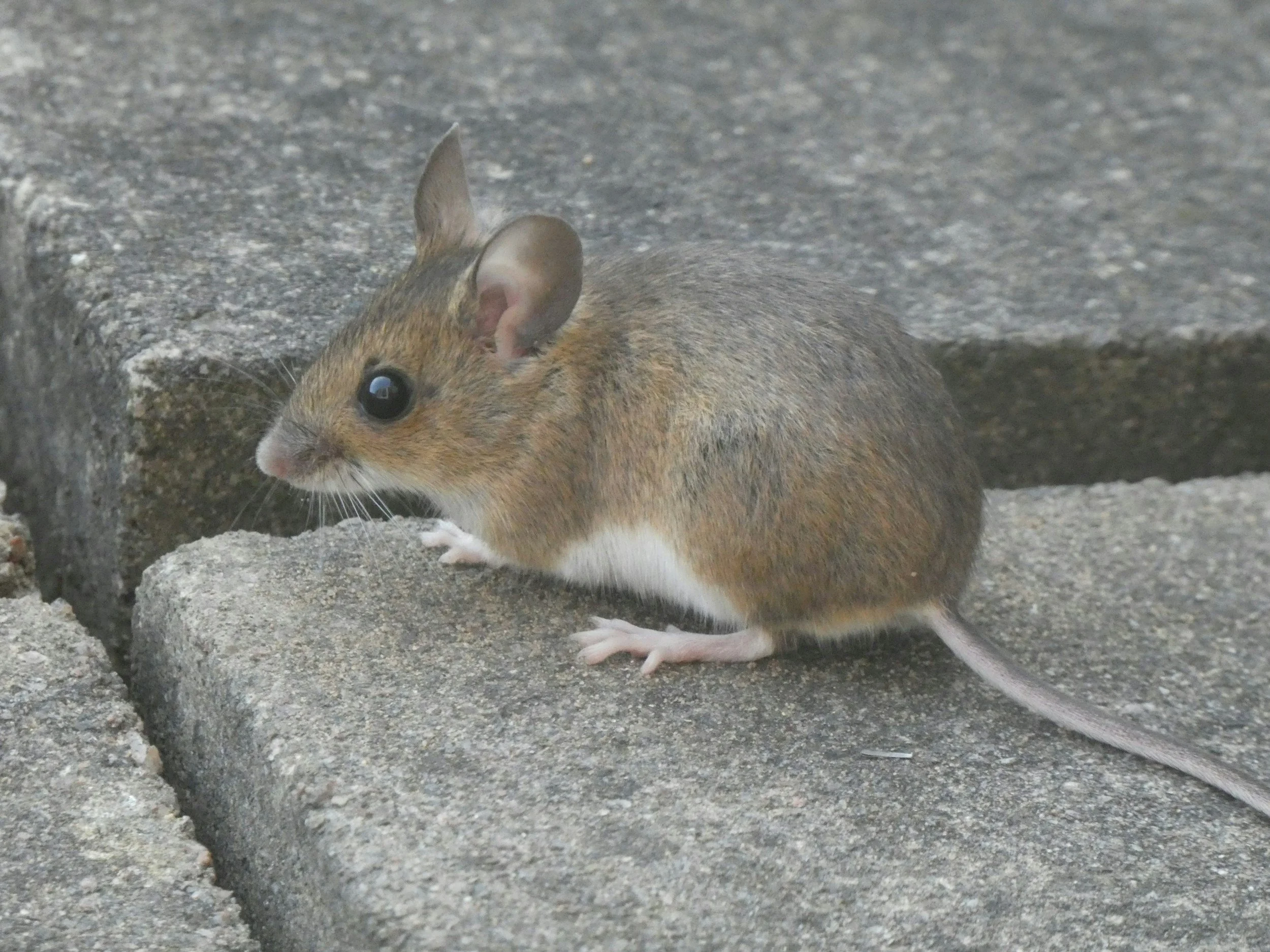 The Missionary Mouse