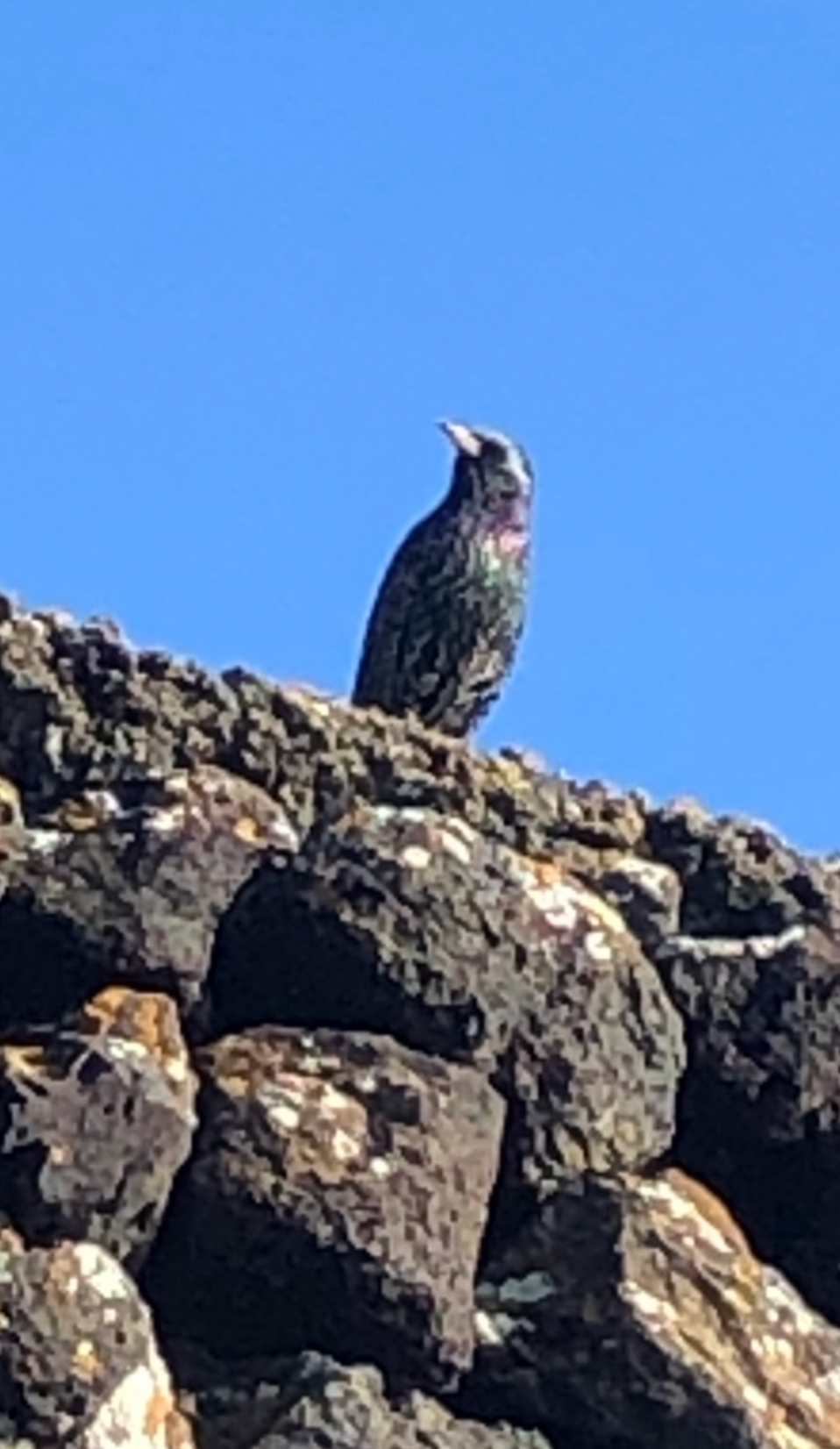 A small bird, possibly a woodpecker, perched on a rocky outcrop against a clear blue sky.