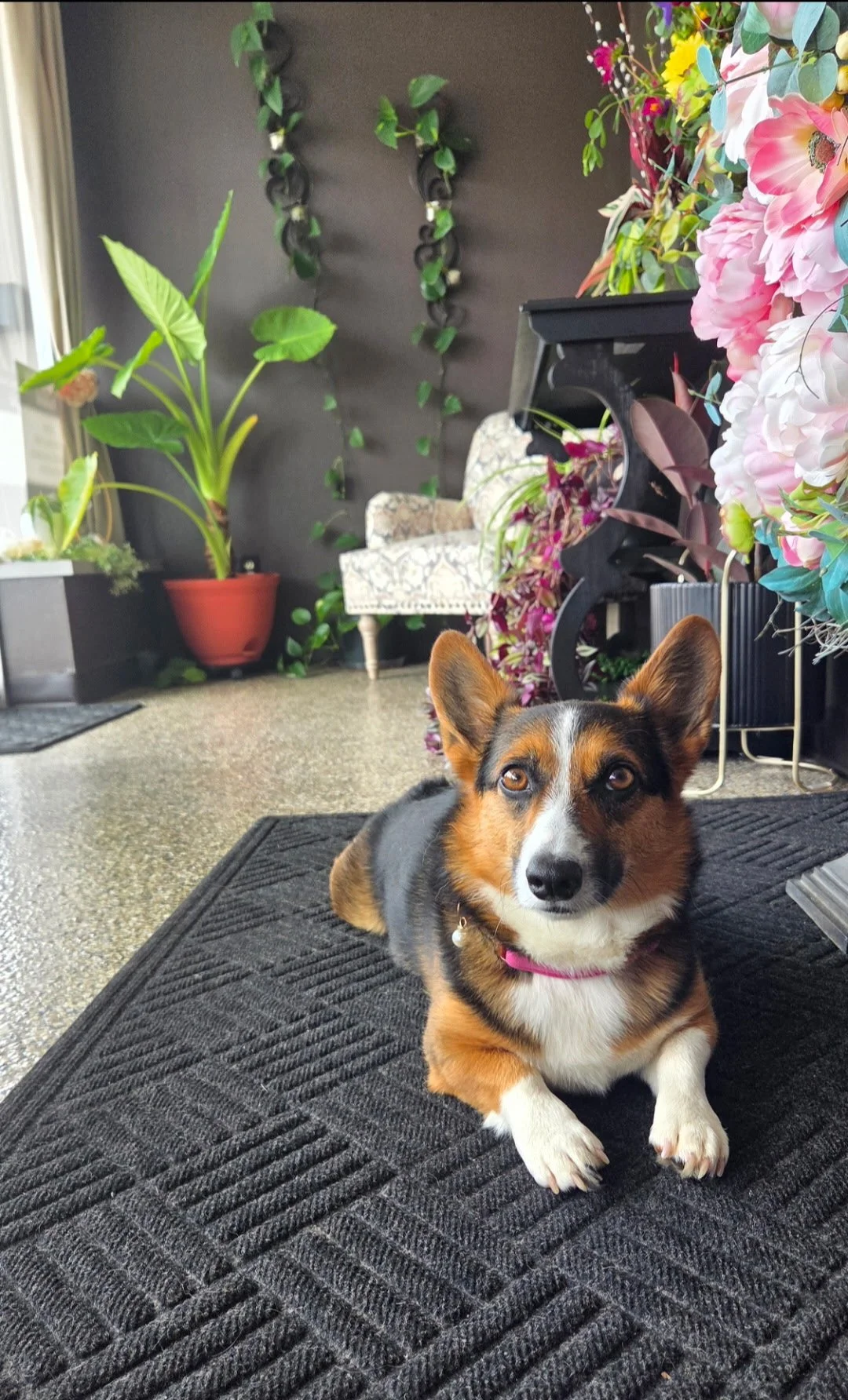 A dog with a pink collar lying on a black rug inside a room decorated with plants and colorful artificial flowers. An upholstered chair is visible in the background.