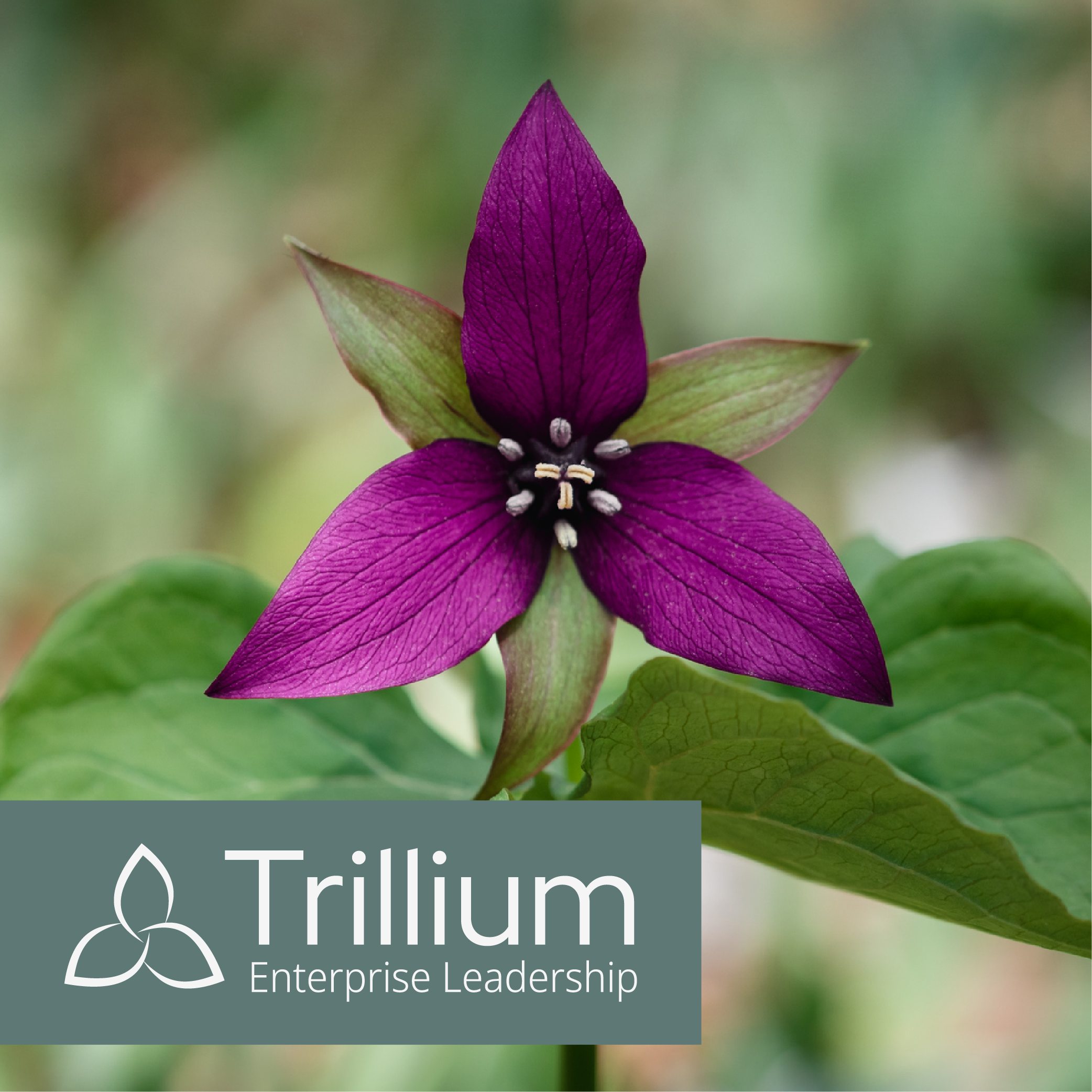 Three Qualities of the Trillium