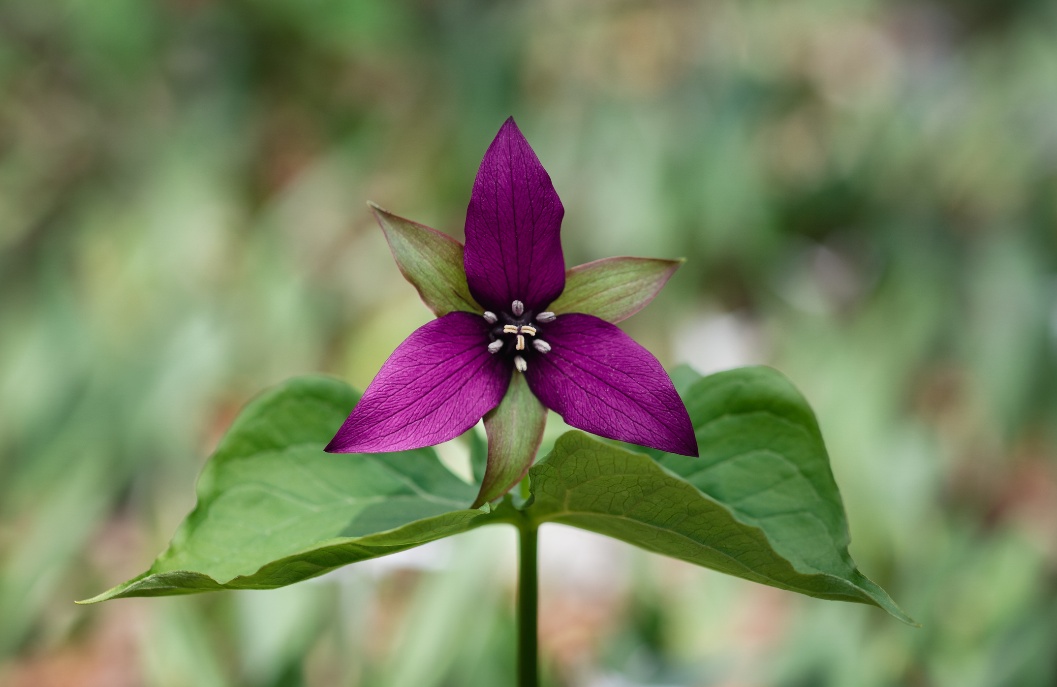 Close-up of a purple-red trillium flower, showcasing its three deep maroon petals, three green sepals, and prominent stamen against a blurred green leaf background.
