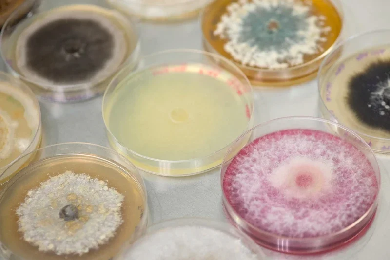 How an Agri-Food Pioneer Transforms Soil Science into Real-World Solutions