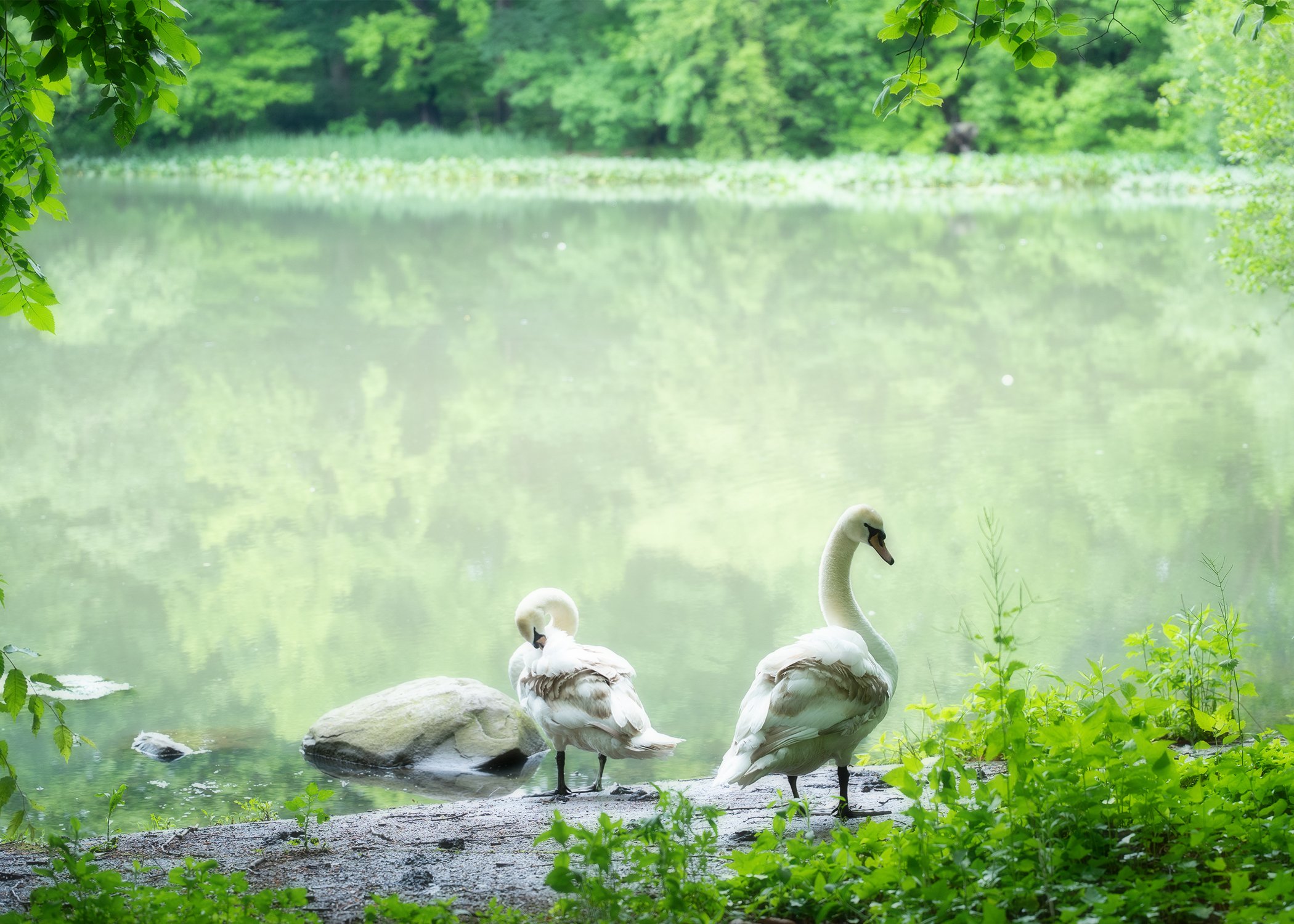 Two Swans by the Pond.jpg