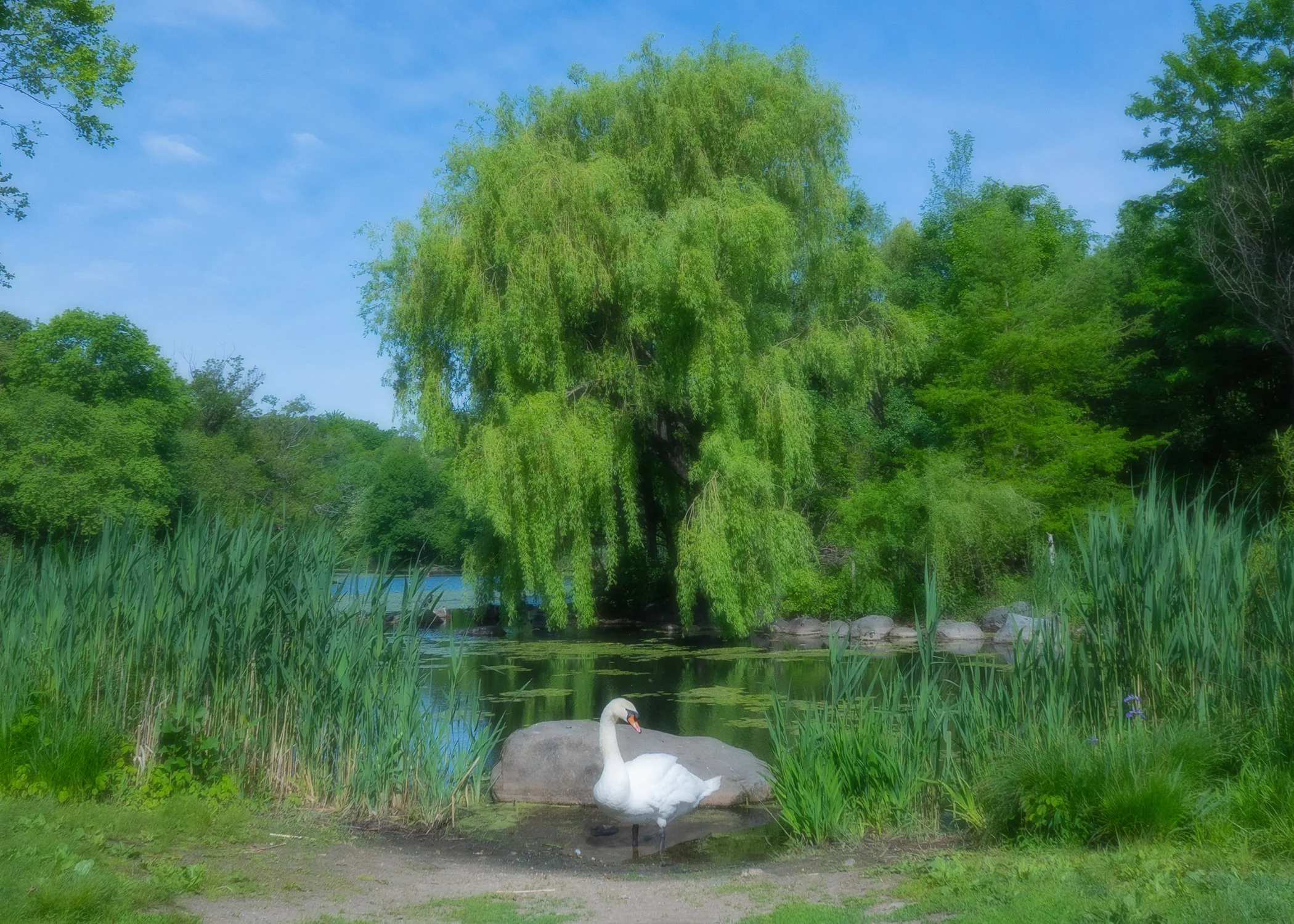 Swan in the Park.jpg