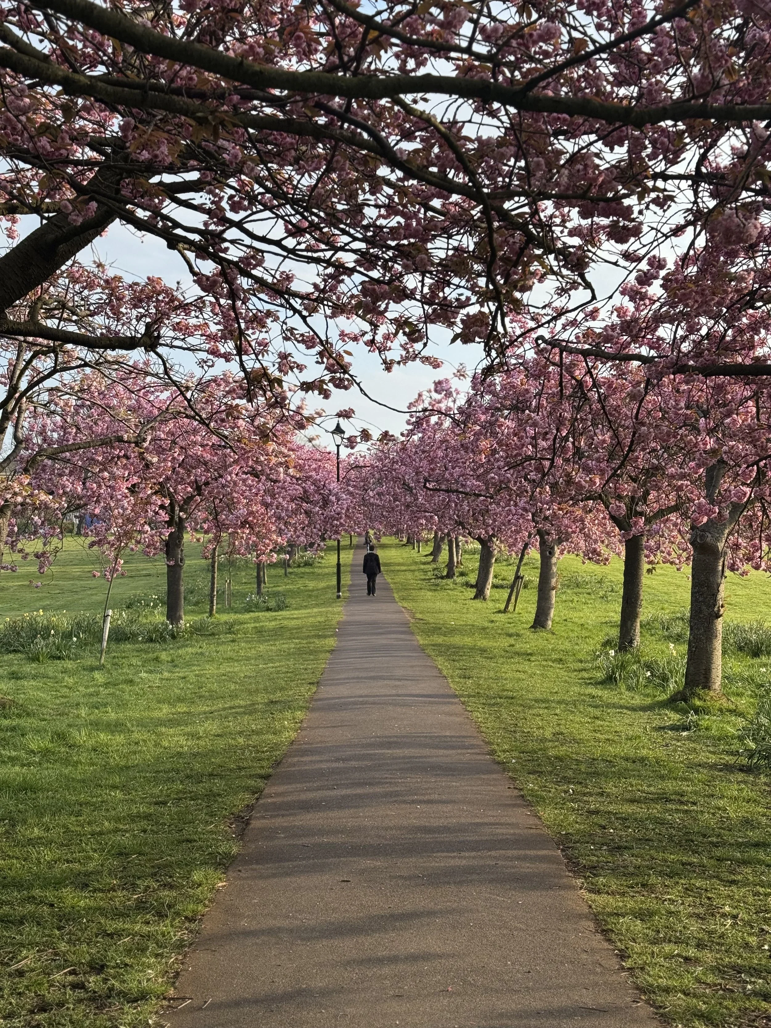 Harrogate Stray in cherry blossom bloom. A sidewalk in a park with pink cherry blossom trees lining both sides, green grass, a man walking away in the distance, and a lamp post on the right side.
