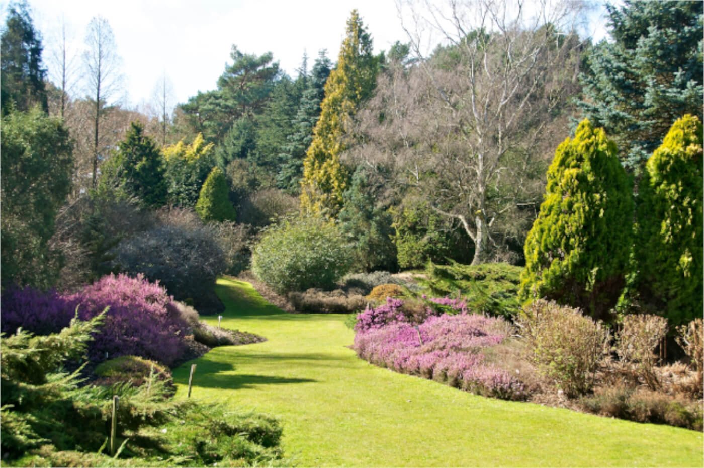 Valley Gardens Harrogate, A well-maintained garden with a grassy pathway, surrounded by various green and purple bushes, trees, and shrubs, under a partly cloudy sky.