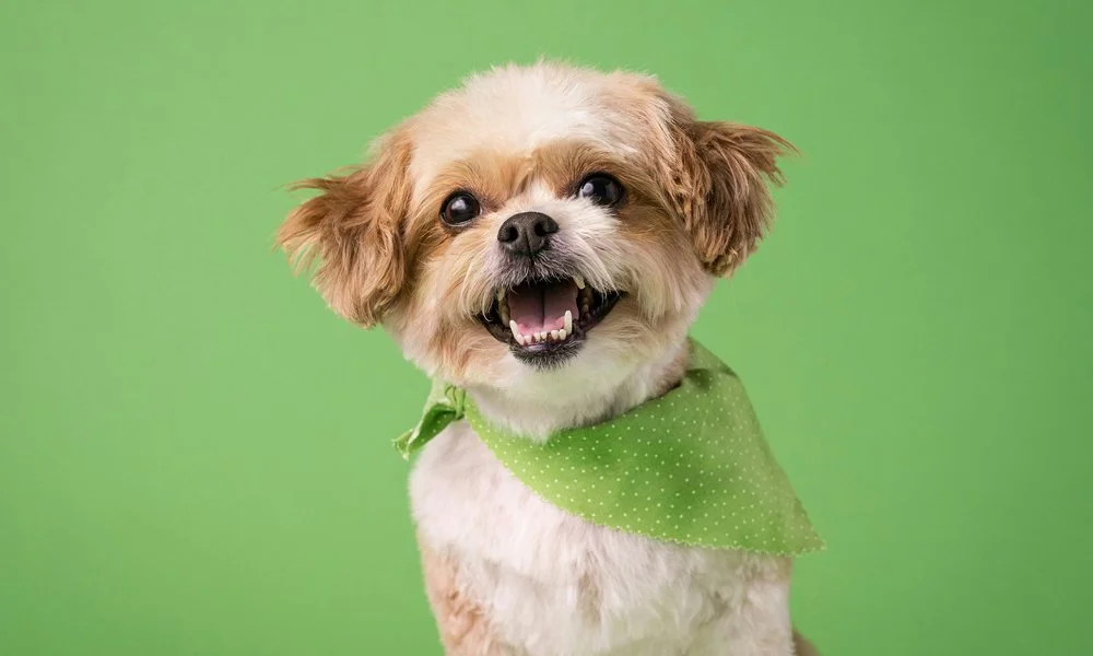 A happy small dog with a green bandana against a green background.