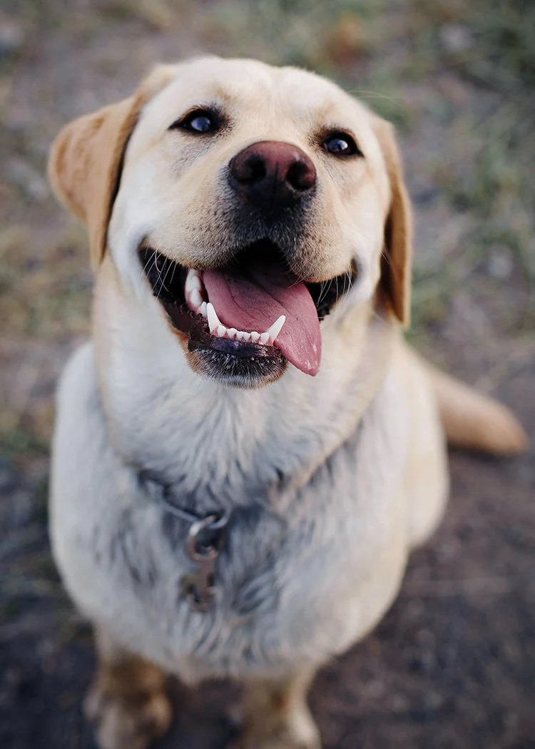 Close-up of a happy Labrador Retriever with a pink tongue hanging out, outdoors on a dirt trail.