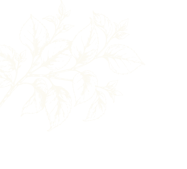White botanical illustration of leaves on black background.