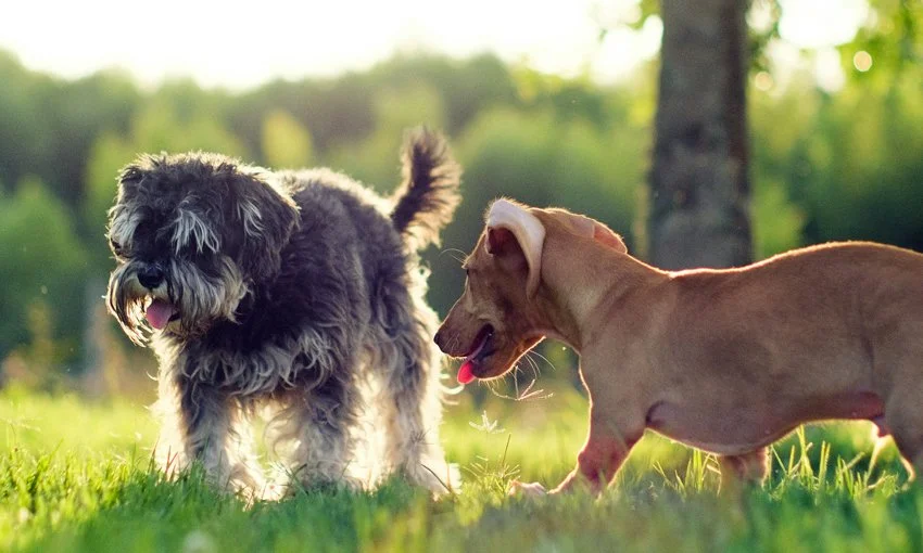 Two dogs playing on a grassy field with trees in the background, sunlight shining through.