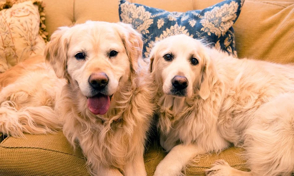 Two Golden Retrievers lying on a beige couch with decorative pillows.