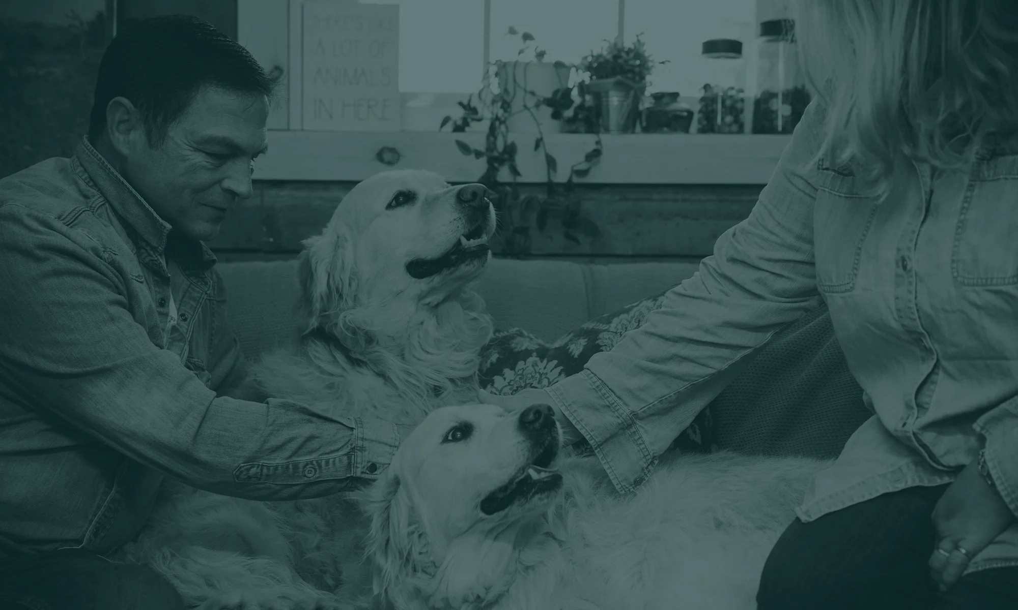 Two people smiling and playing with two golden retriever dogs indoors, behind a window with plants and a sign that says "A lot of animals in here."