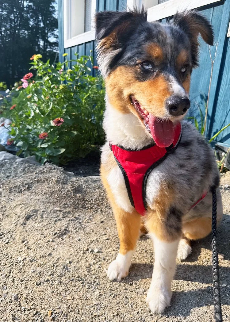 A smiling Australian Shepherd puppy wearing a red harness, sitting outdoors on dirt with pink flowers and a blue wooden building in the background.