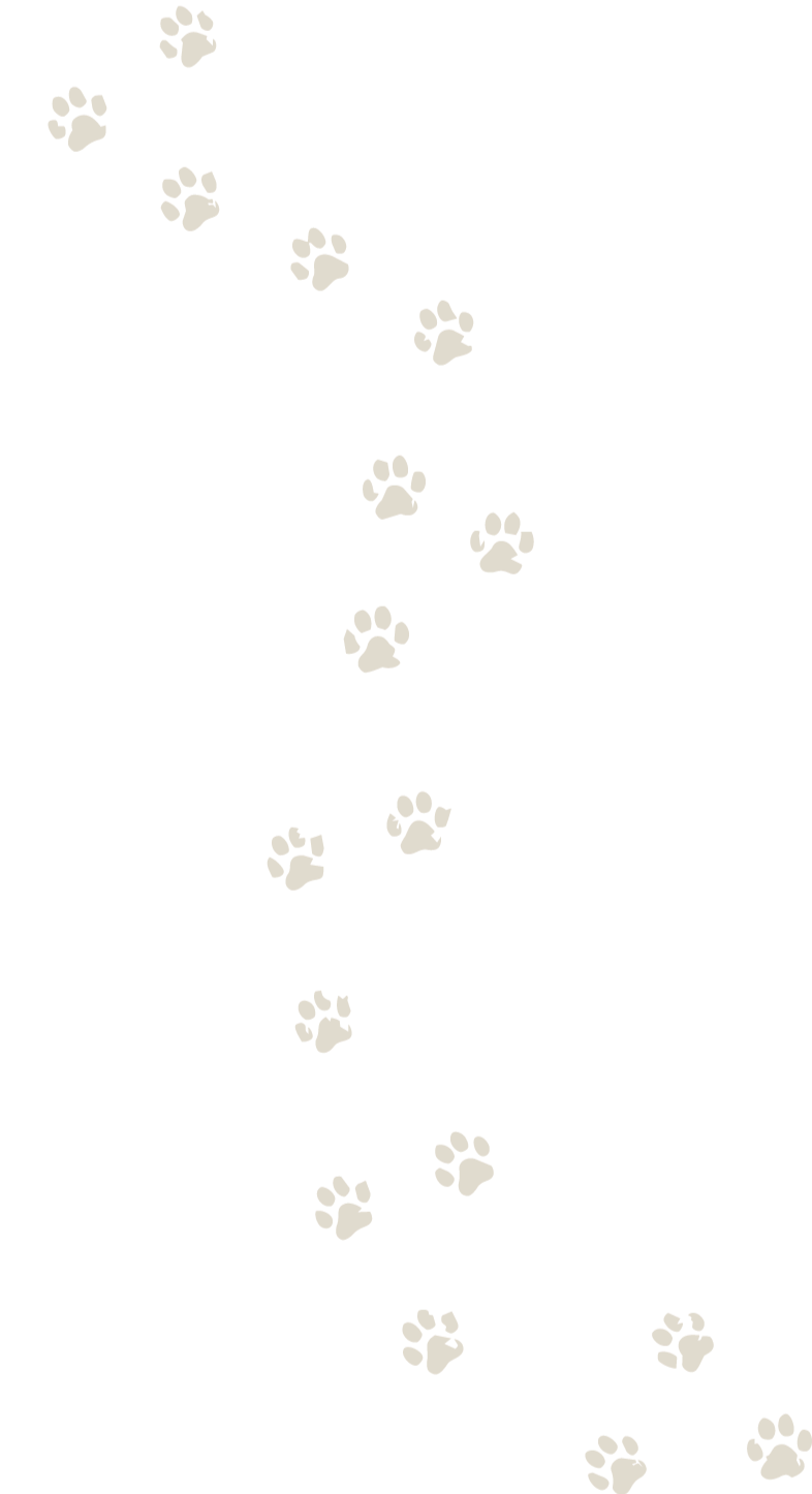 Black background with a trail of brown paw prints going diagonally from the top left to the bottom right.