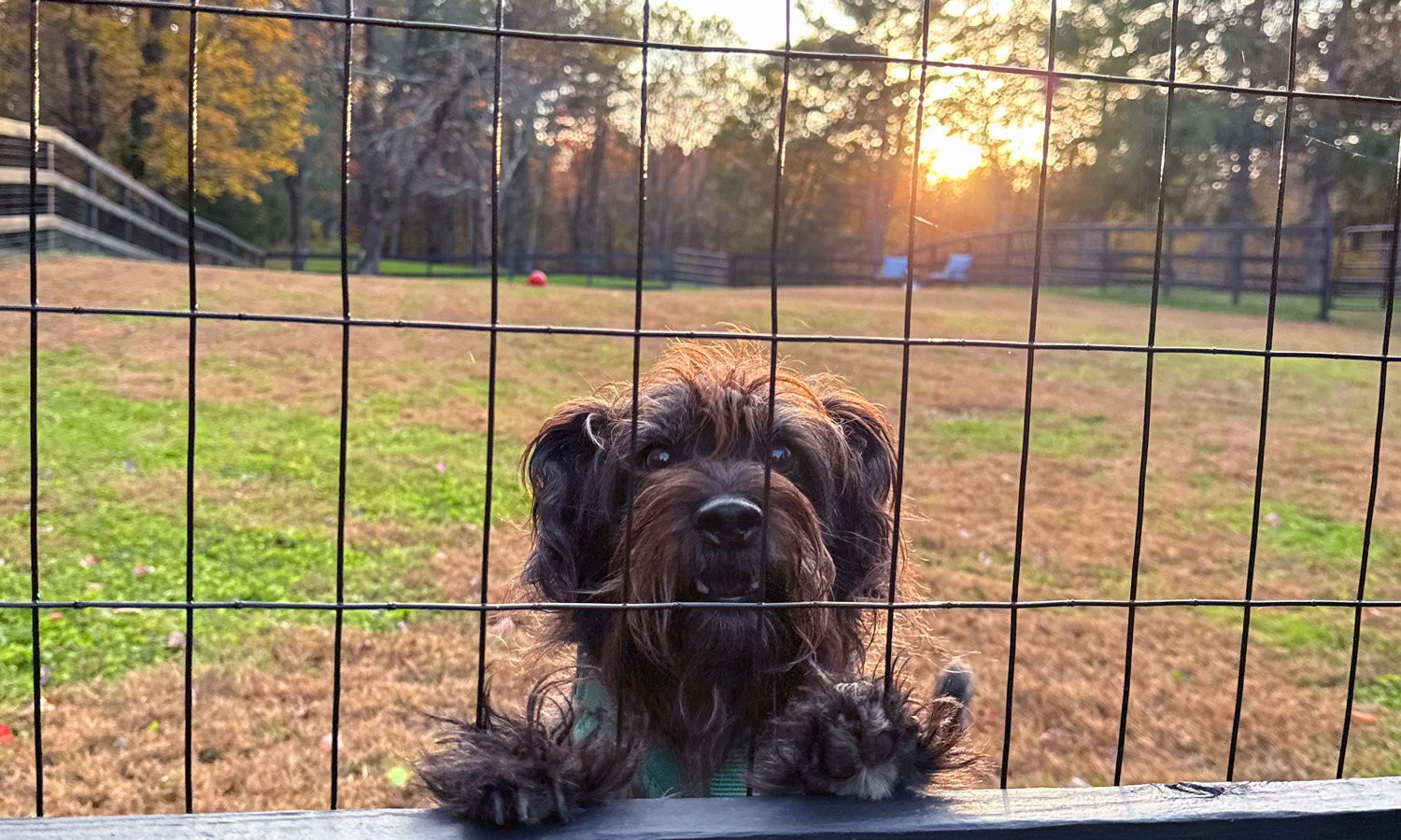 A small dog with dark, brown and black fur and a green collar pressing its paws against a wooden railing, looking through a black wire fence at the camera. The background shows a grassy yard with some trees and a sunset sky.