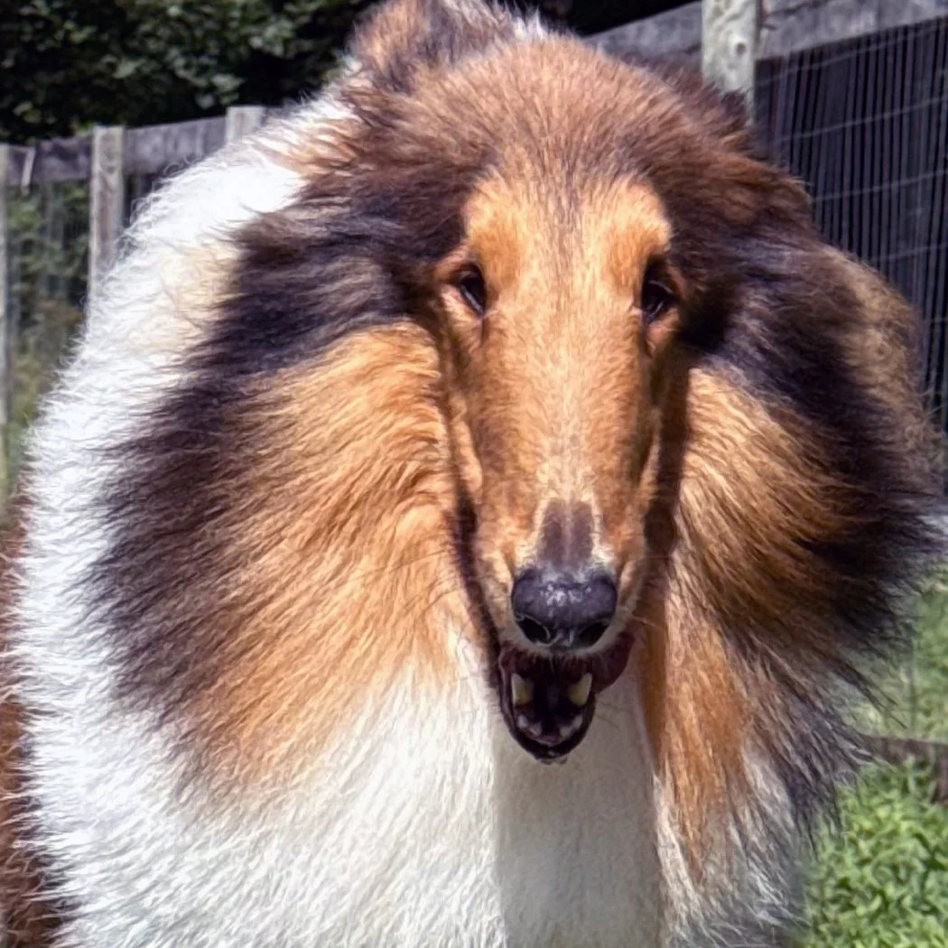 collie dog close up