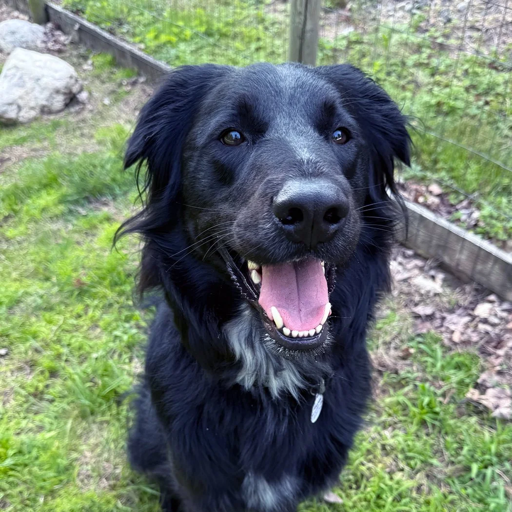 black mixed breed mutt dog smiling