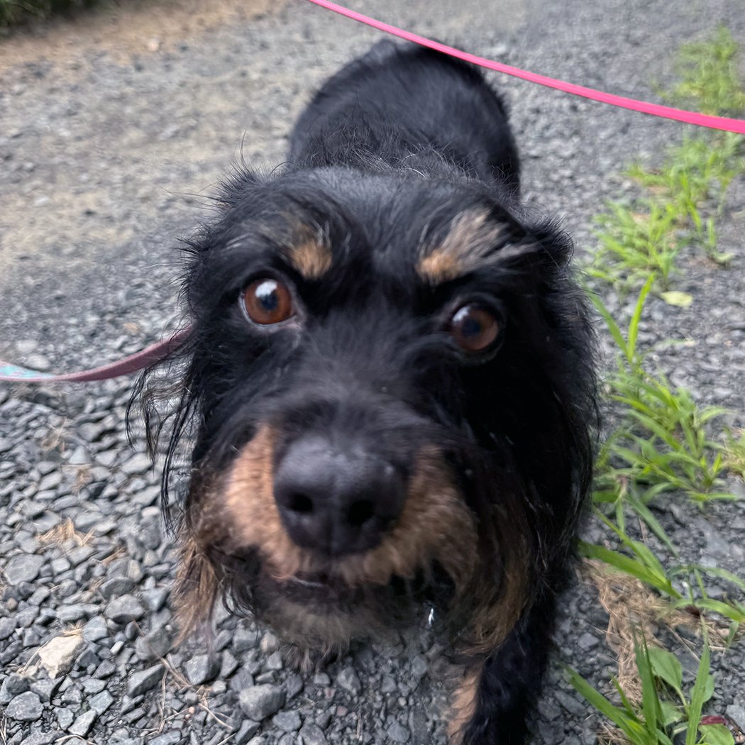little terrier mutt with black and brown fur 