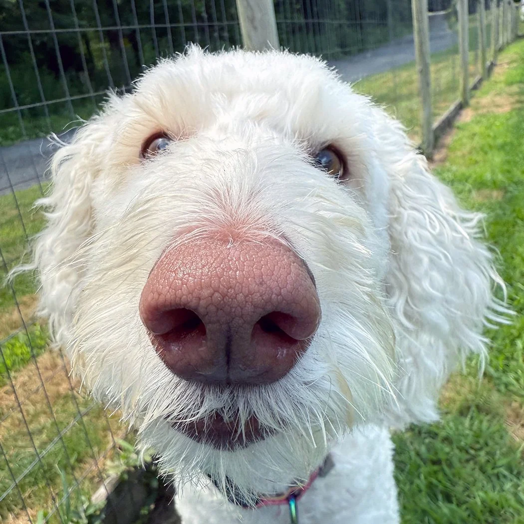 close up of white doodle dog with light brown nose