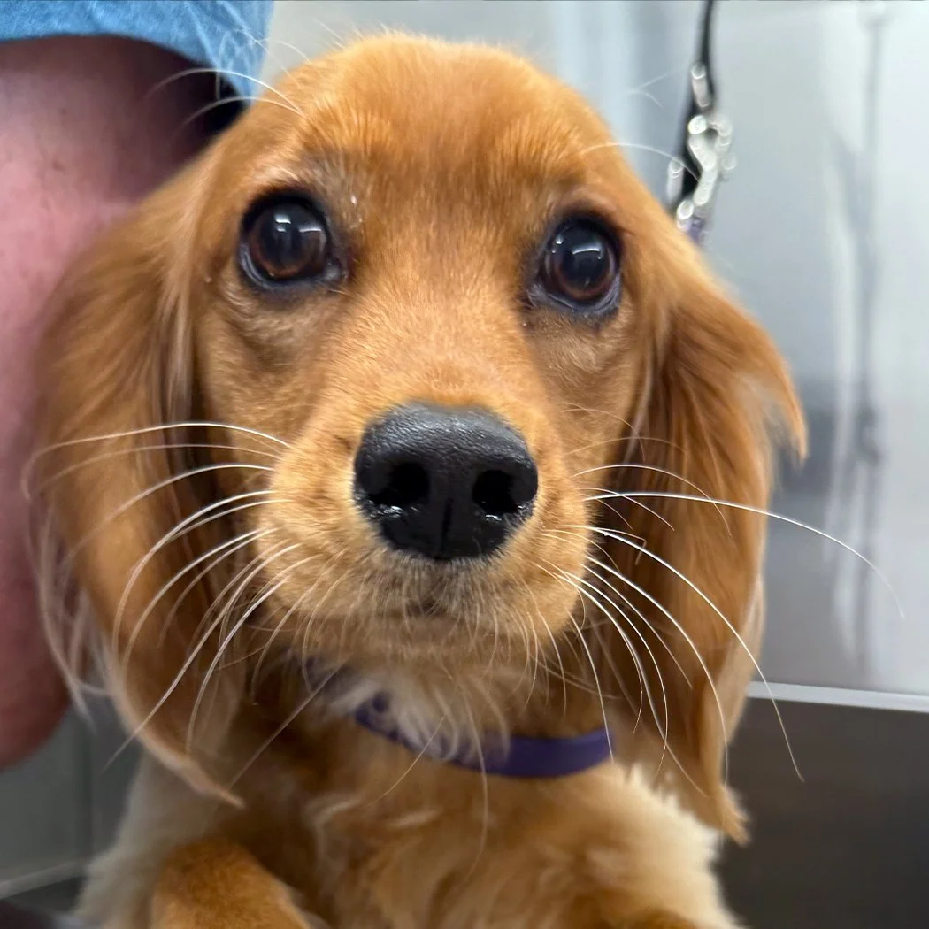 king charles cavalier puppy with whiskers