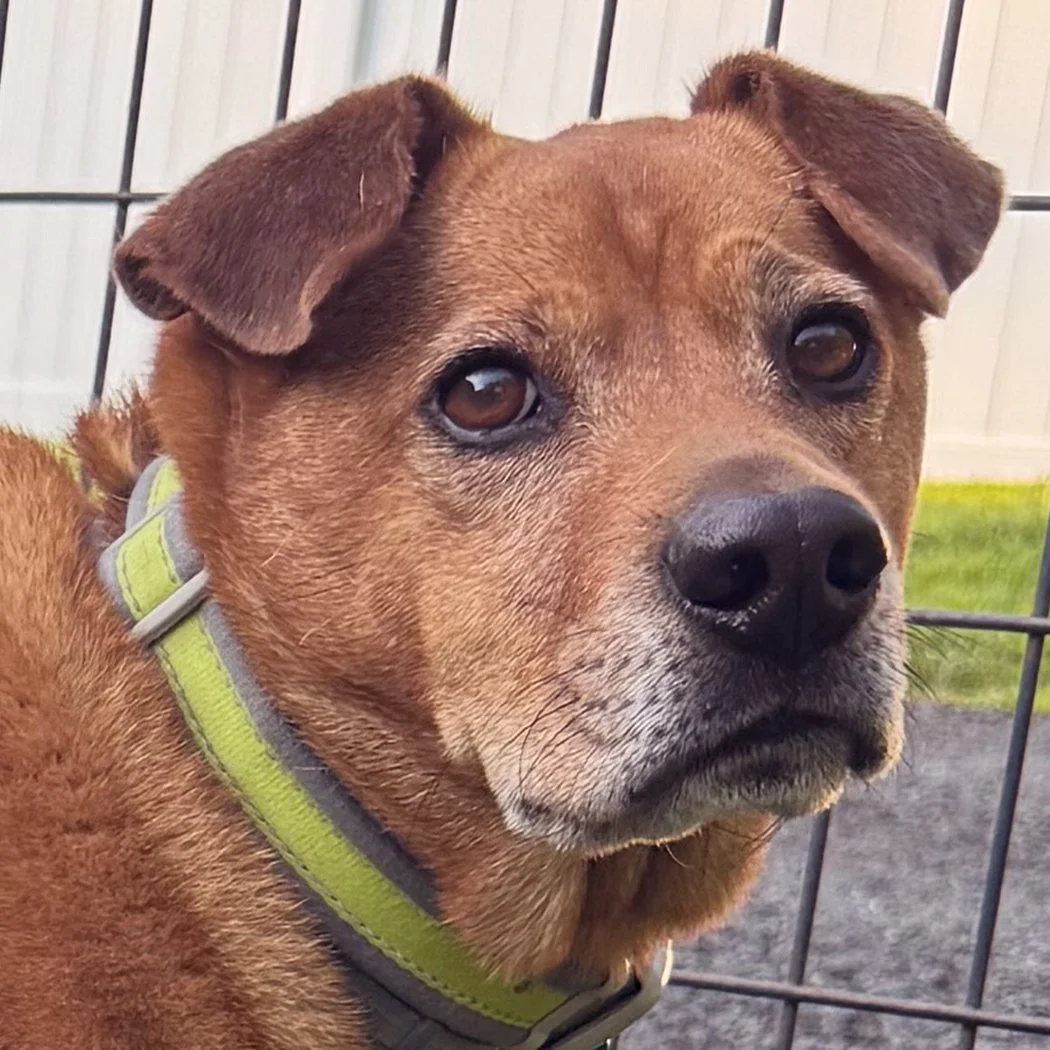 lab rottweiler mix wearing green collar close up