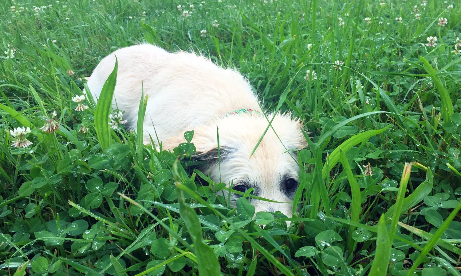 A small white puppy lying in green grass with dew drops and white clover flowers, looking directly at the camera.