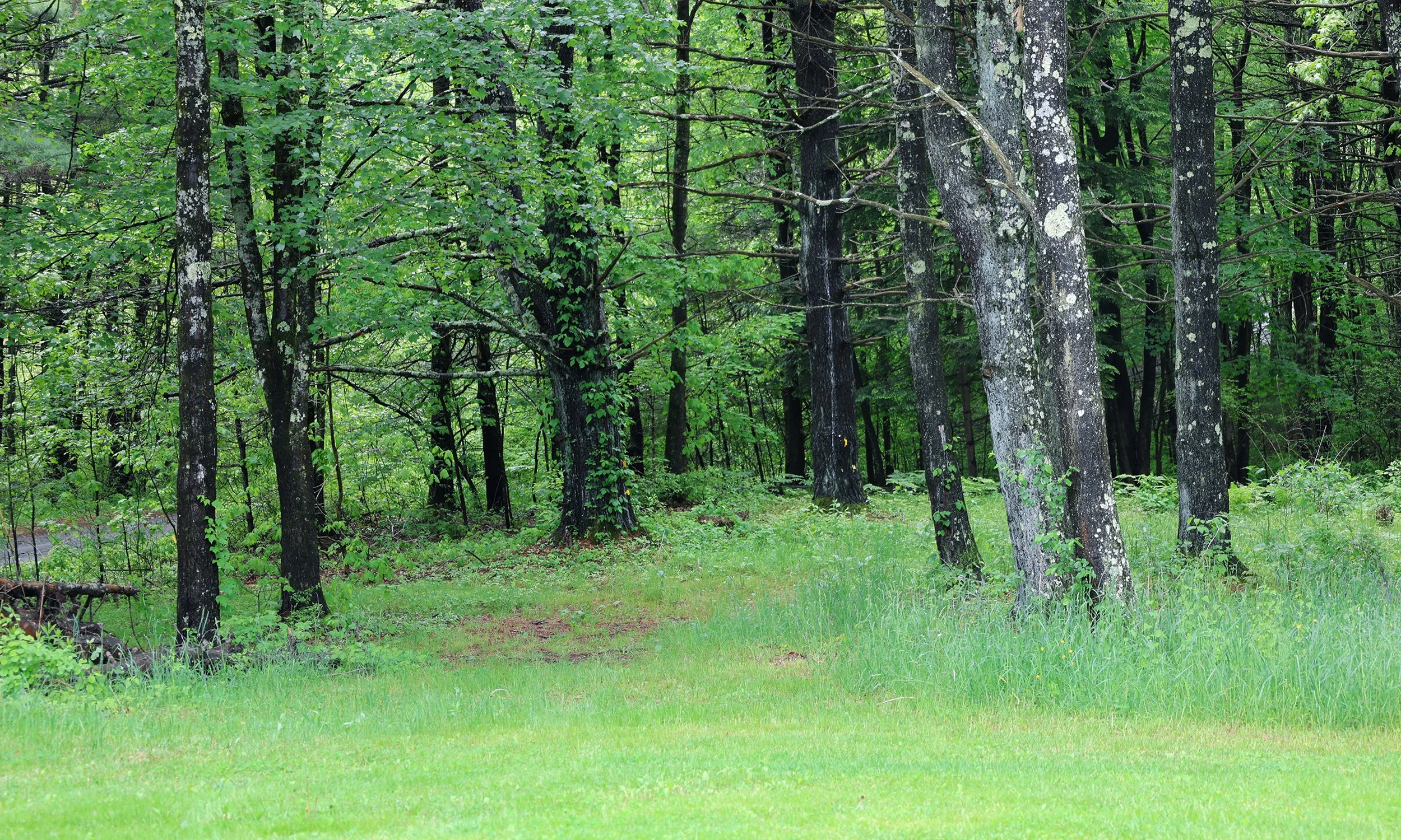 A forest with tall trees and green foliage, with a grassy clearing in the foreground.