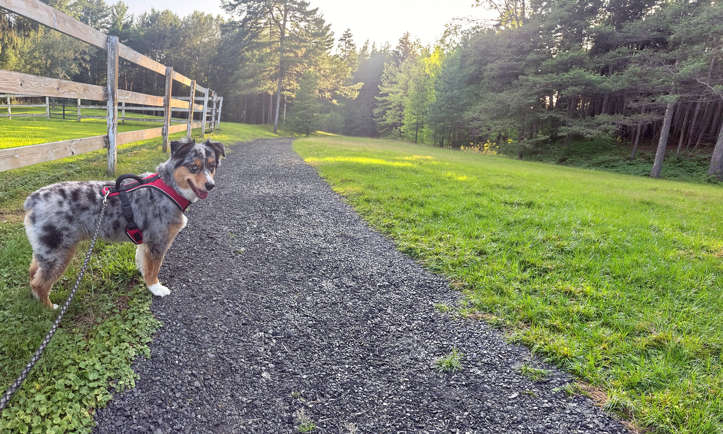 A young Australian Shepherd dog with merle fur, wearing a red harness, standing on a gravel path in a grassy, wooded area during sunset.