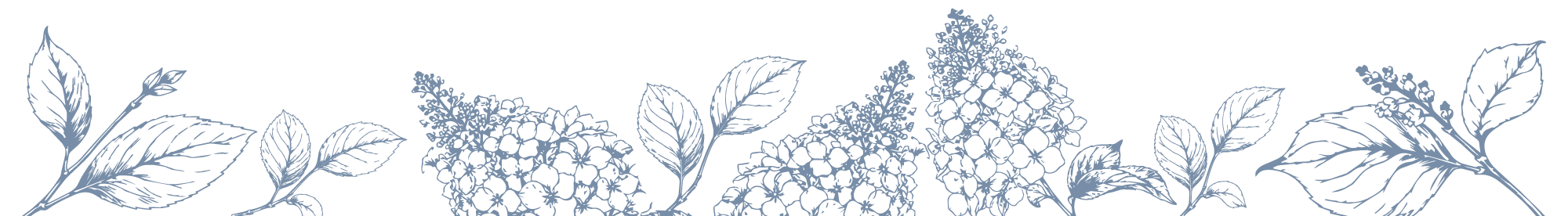 Line drawing of hydrangea flowers and leaves in blue on black background.