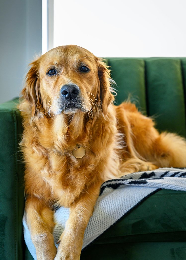 A golden retriever dog lying on a green couch with a blanket, inside a room with a window.