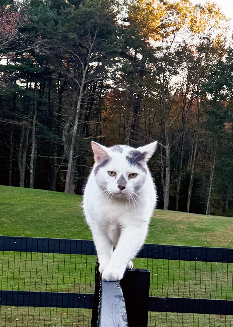 A white cat with gray markings walking along a wooden fence in a backyard with green grass and trees in the background during sunset.